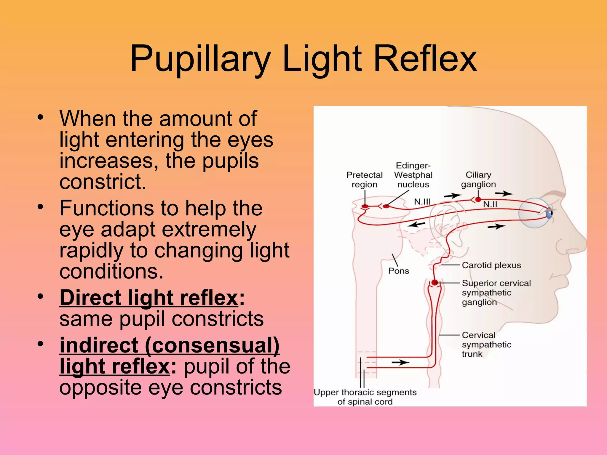 Pupillary Light Reflex
• When the amount of
light entering the eyes
increases, the pupils
constrict.
• Functions to help the
eye adapt extremely
rapidly to changing light
conditions.
• Direct light reflex:
same pupil constricts
• indirect (consensual)
light reflex: pupil of the
opposite eye constricts
 