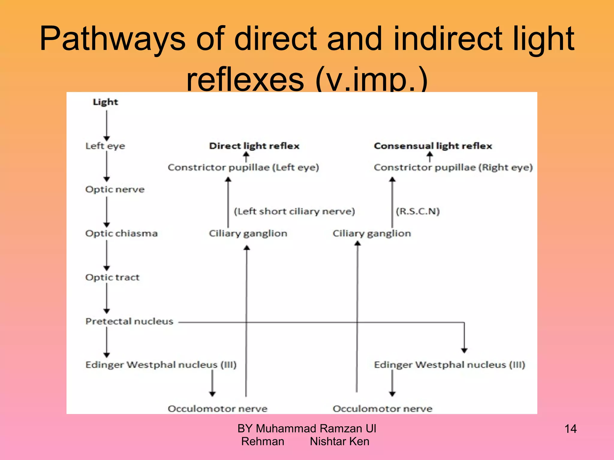 Pathways of direct and indirect light
reflexes (v.imp.)
BY Muhammad Ramzan Ul
Rehman Nishtar Ken
14
 