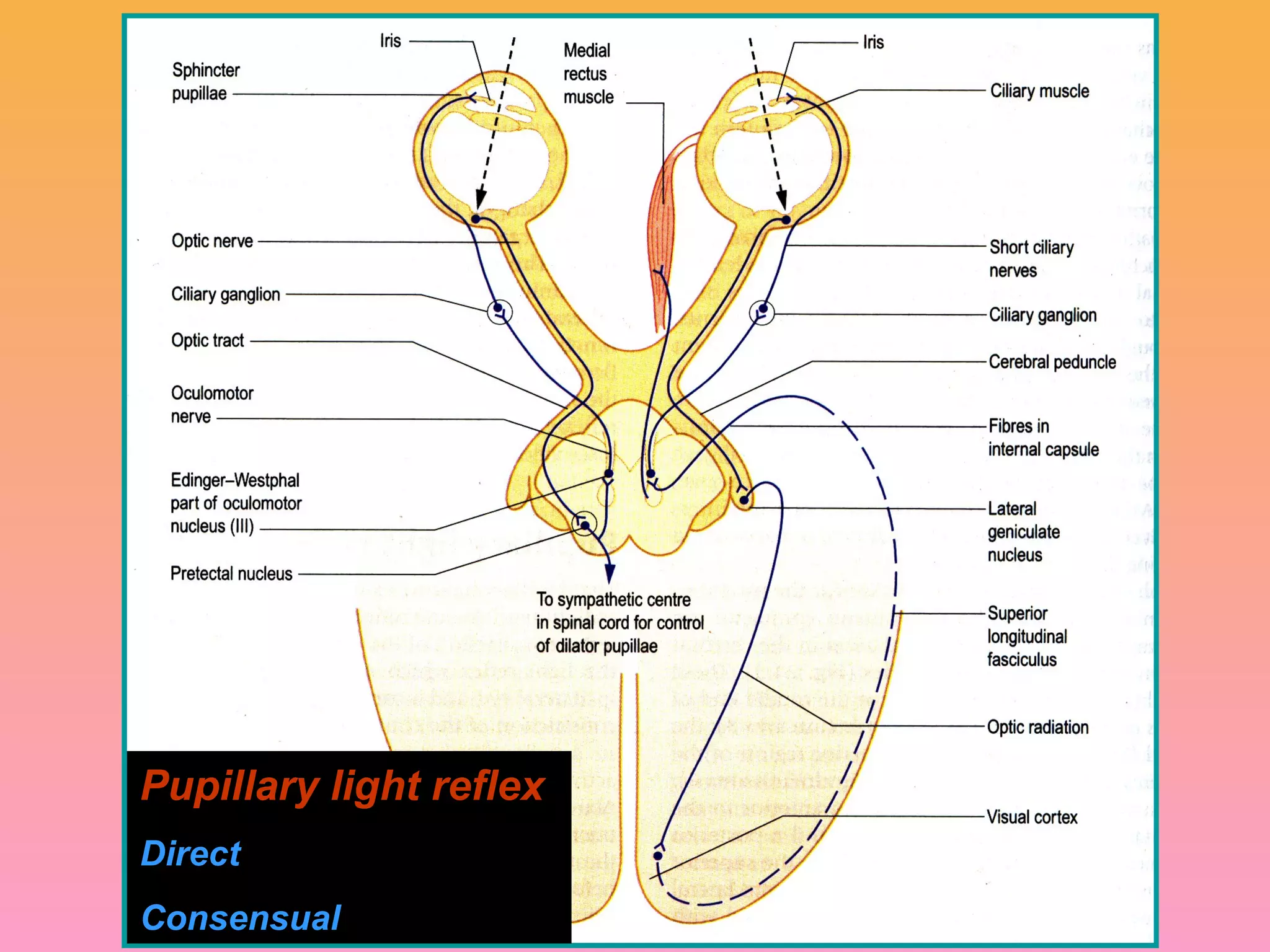 Pupillary light reflex
Direct
Consensual
 