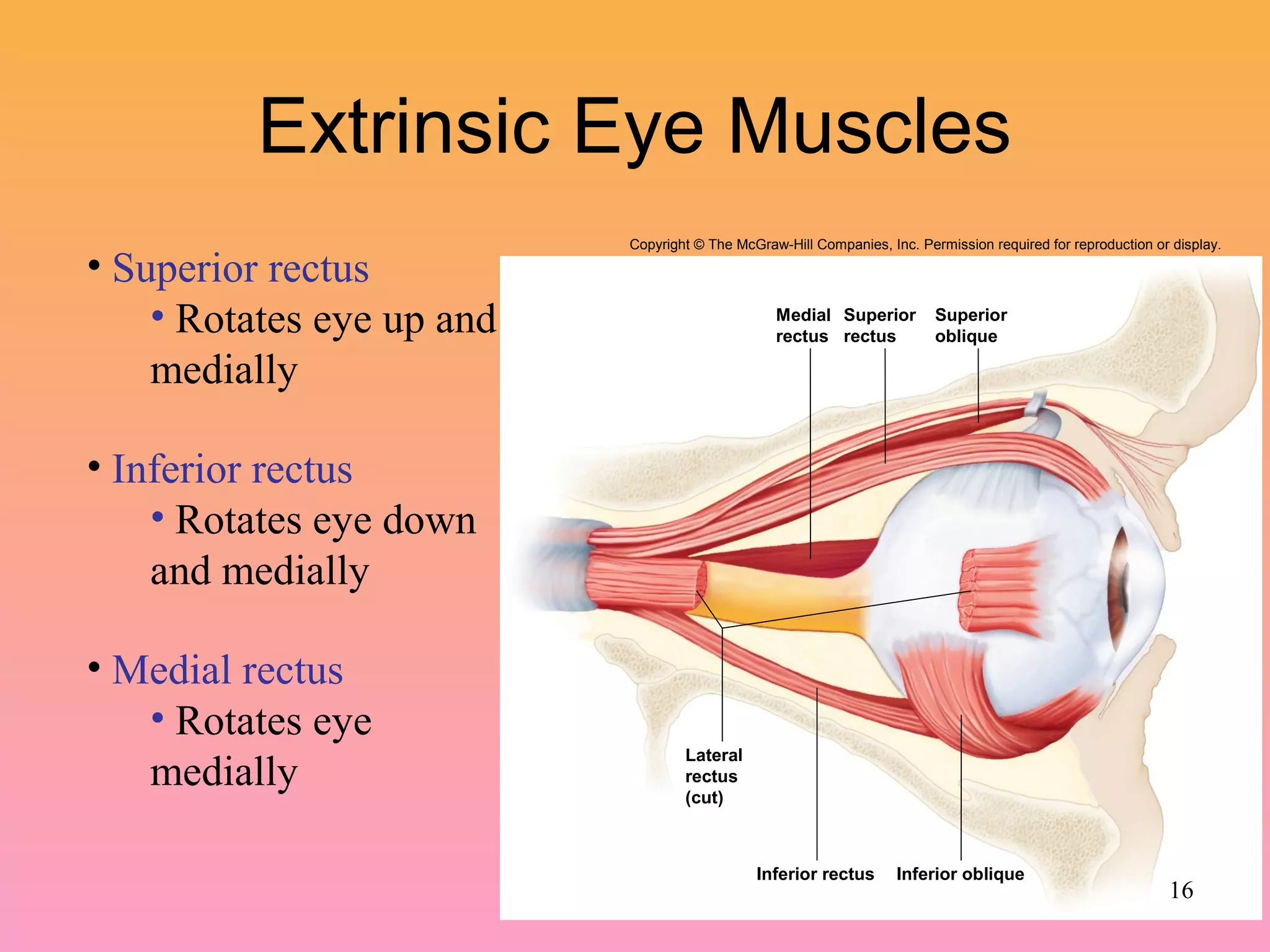Extrinsic Eye Muscles
Inferior rectus Inferior oblique
Medial
rectus
Superior
rectus
Superior
oblique
Lateral
rectus
(cut)
Copyright © The McGraw-Hill Companies, Inc. Permission required for reproduction or display.
• Superior rectus
• Rotates eye up and
medially
• Inferior rectus
• Rotates eye down
and medially
• Medial rectus
• Rotates eye
medially
16
 