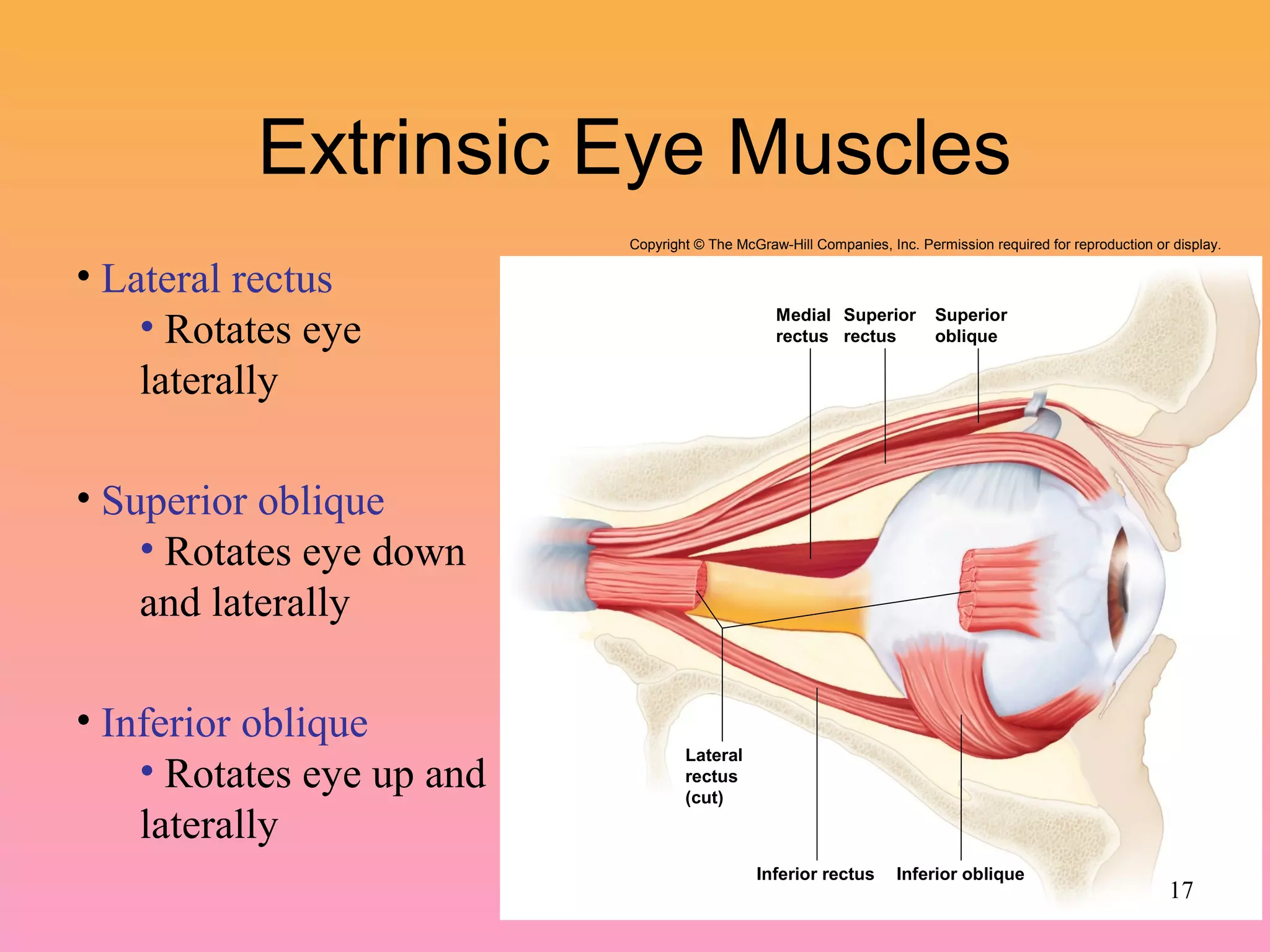 Extrinsic Eye Muscles
Inferior rectus Inferior oblique
Medial
rectus
Superior
rectus
Superior
oblique
Lateral
rectus
(cut)
Copyright © The McGraw-Hill Companies, Inc. Permission required for reproduction or display.
• Lateral rectus
• Rotates eye
laterally
• Superior oblique
• Rotates eye down
and laterally
• Inferior oblique
• Rotates eye up and
laterally
17
 