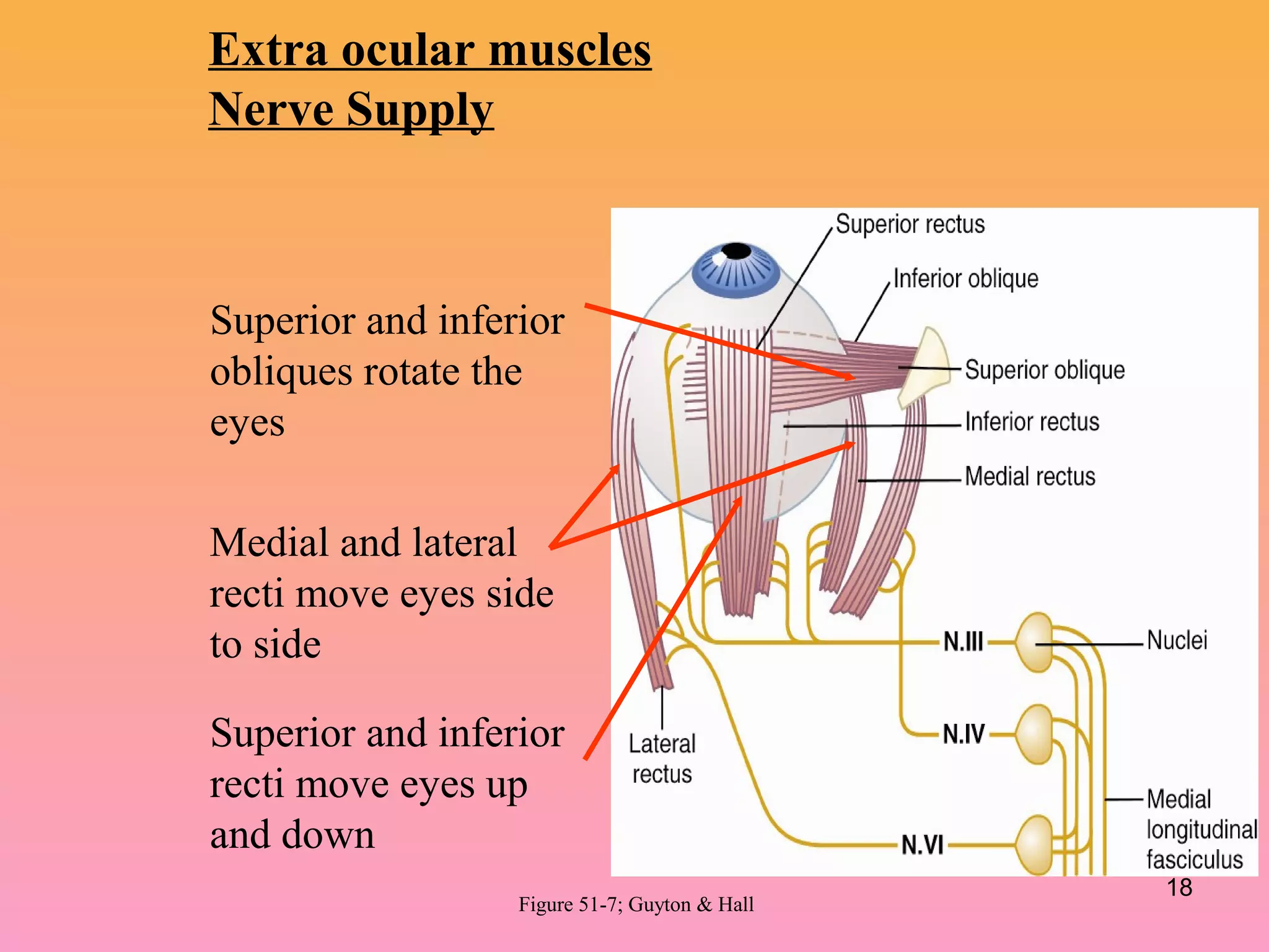 Medial and lateral
recti move eyes side
to side
Superior and inferior
recti move eyes up
and down
Superior and inferior
obliques rotate the
eyes
Extra ocular muscles
Nerve Supply
Figure 51-7; Guyton & Hall
18
 