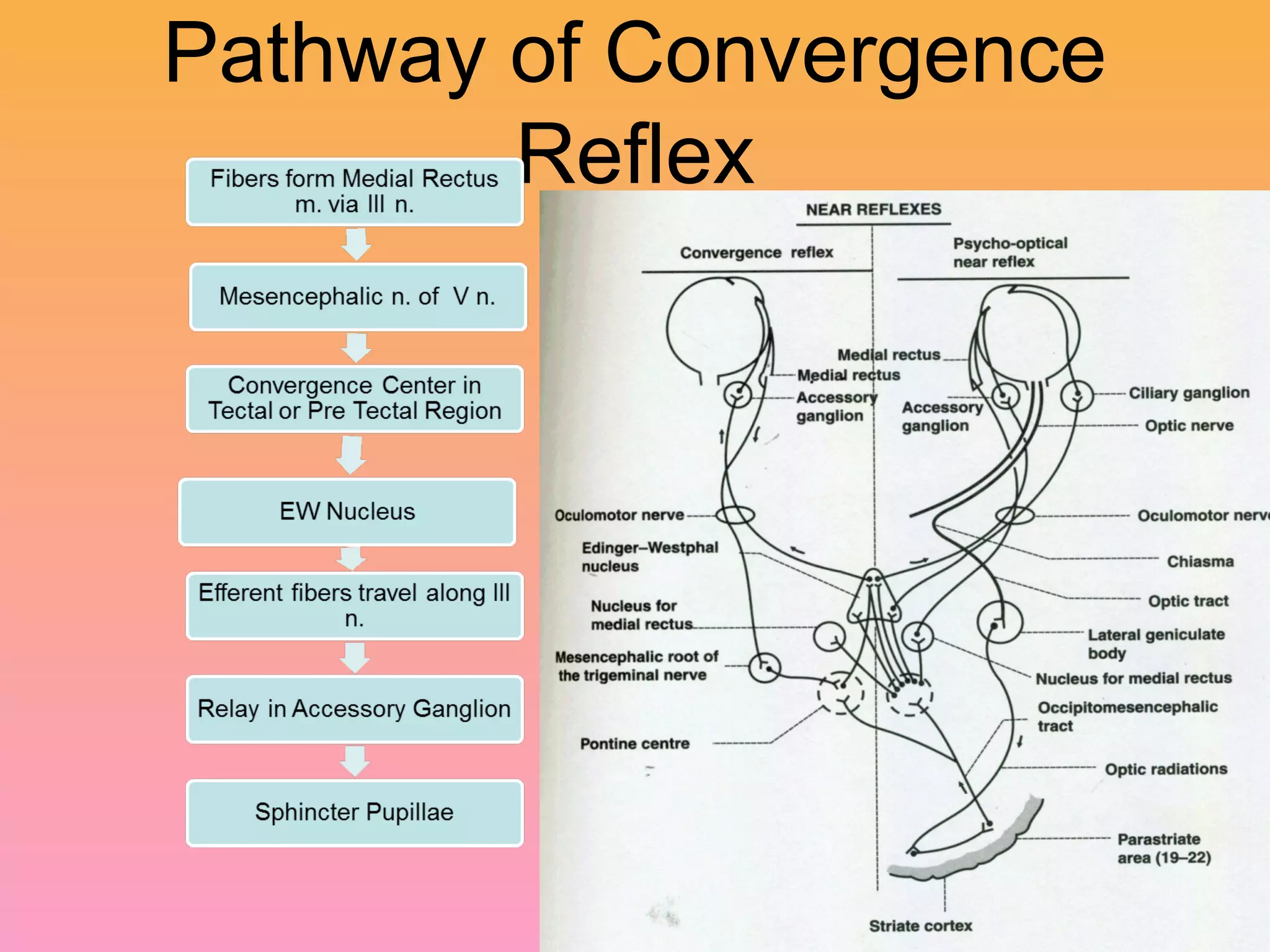 Pathway of Convergence
Reflex
 