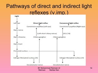 Visual field defects and light reflex | PPT