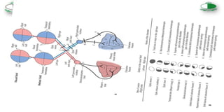 Visual_Field_Loss_and_its_patterns in human eye .pptx