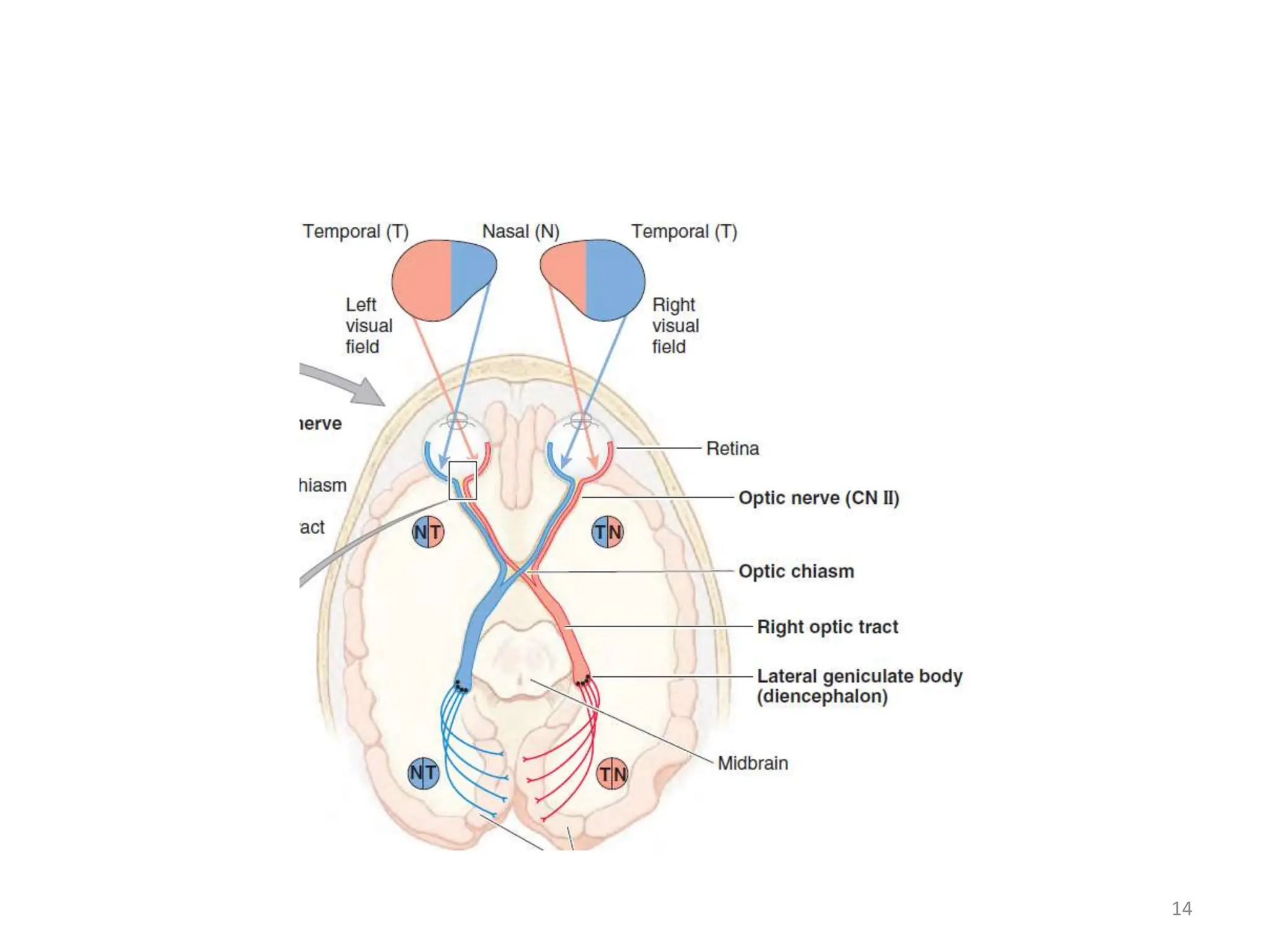 VISUAL FIELD AND PATHWAY (Neuroanatomy). | PPTX