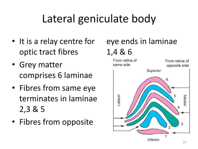 VISUAL FIELD AND PATHWAY (Neuroanatomy). | PPT