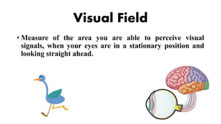 Visual field report | PPT