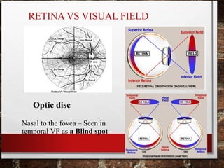 RETINA VS VISUAL FIELD
Optic disc
Nasal to the fovea – Seen in
temporal VF as a Blind spot
 