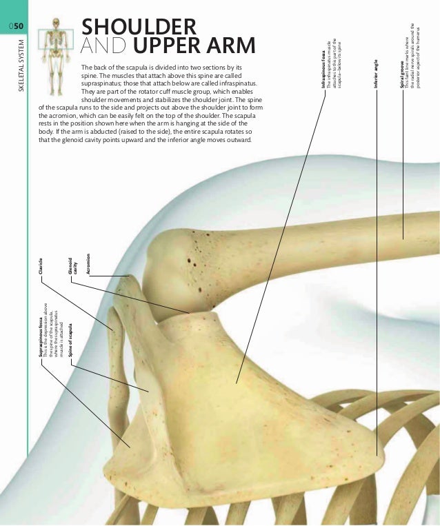 Visual guide human anatomy