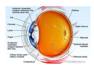 Visual impairment and low vision | PPTX