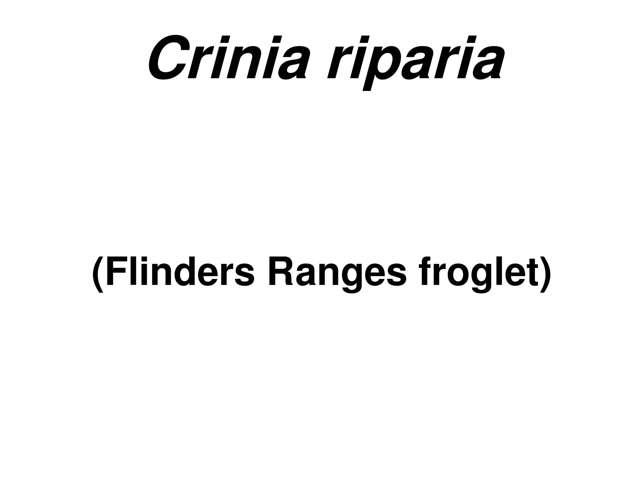 Crinia riparia
(Flinders Ranges froglet)