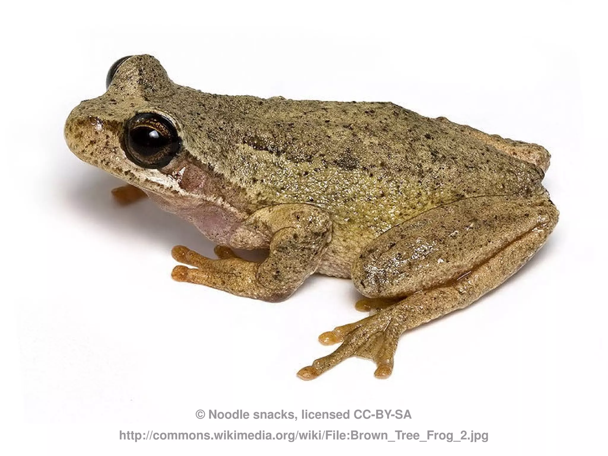 © Noodle snacks, licensed CC-BY-SA
http://commons.wikimedia.org/wiki/File:Brown_Tree_Frog_2.jpg