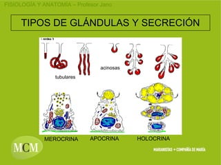 Visualizacion Epitelios 3 | PPT