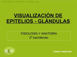 VISUALIZACIÓN DE EPITELIOS - GLÁNDULAS FISIOLOGÍA Y ANATOMÍA 2º bachillerato 