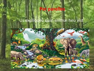 Per parelles
• Us expliqueu quin animal heu vist
 