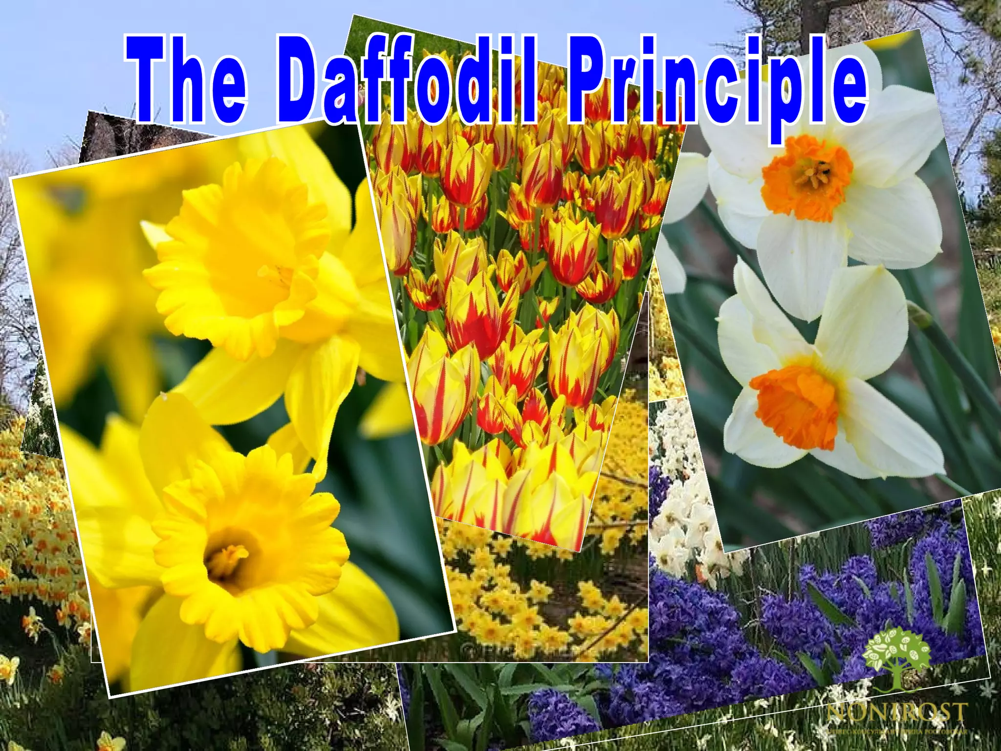 The Daffodil Principle 