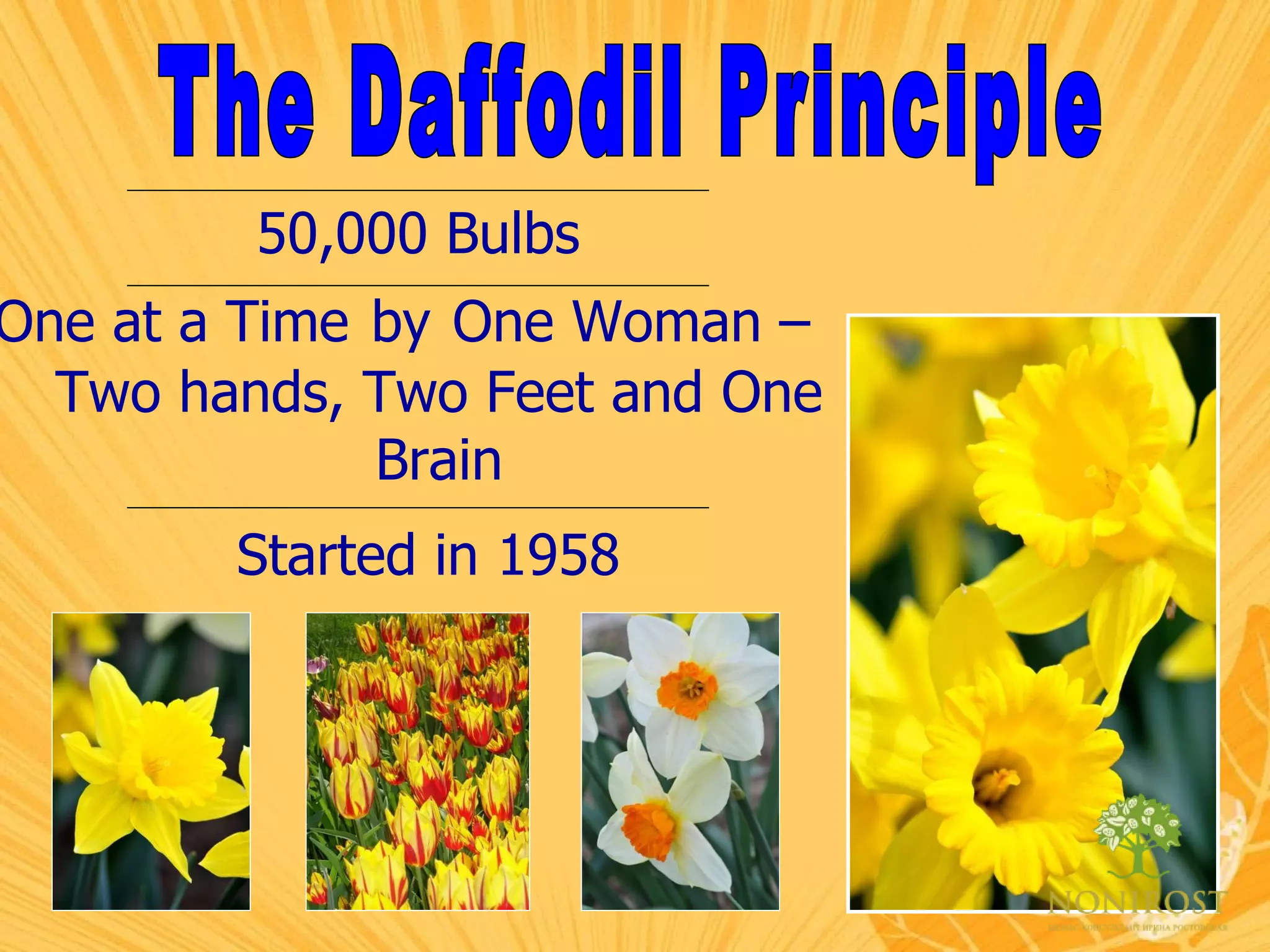 The Daffodil Principle One at a Time   by   One Woman – Two hands, Two Feet and One Brain 50,000 Bulbs Started in 1958 