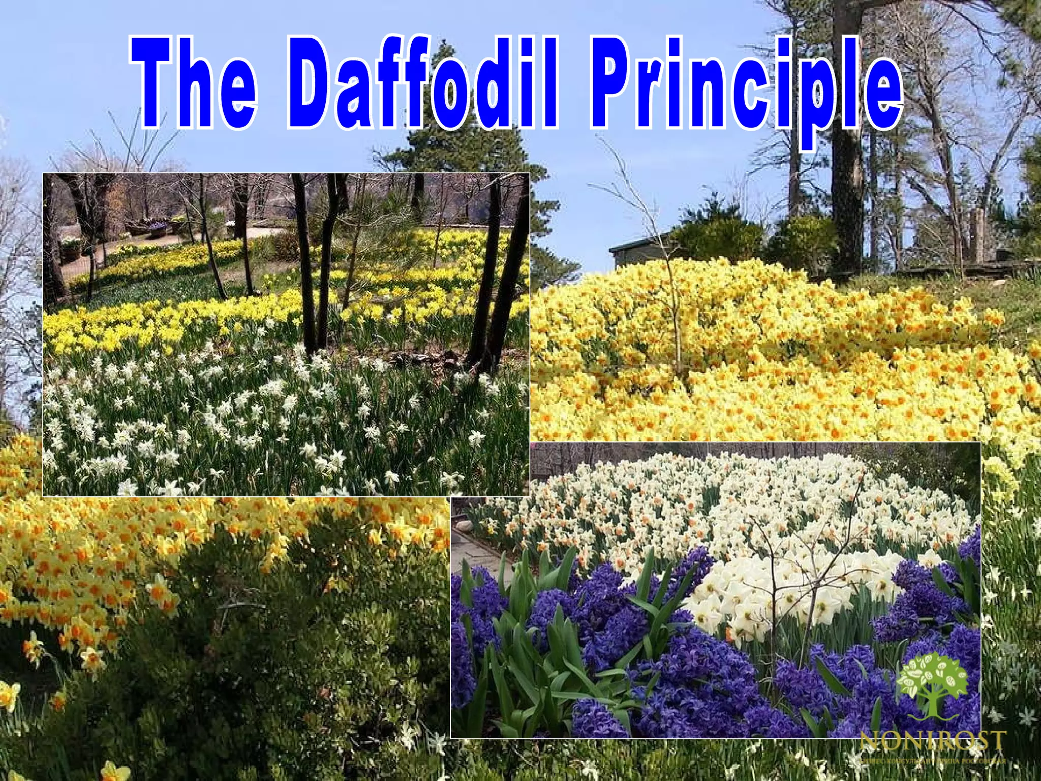 The Daffodil Principle 