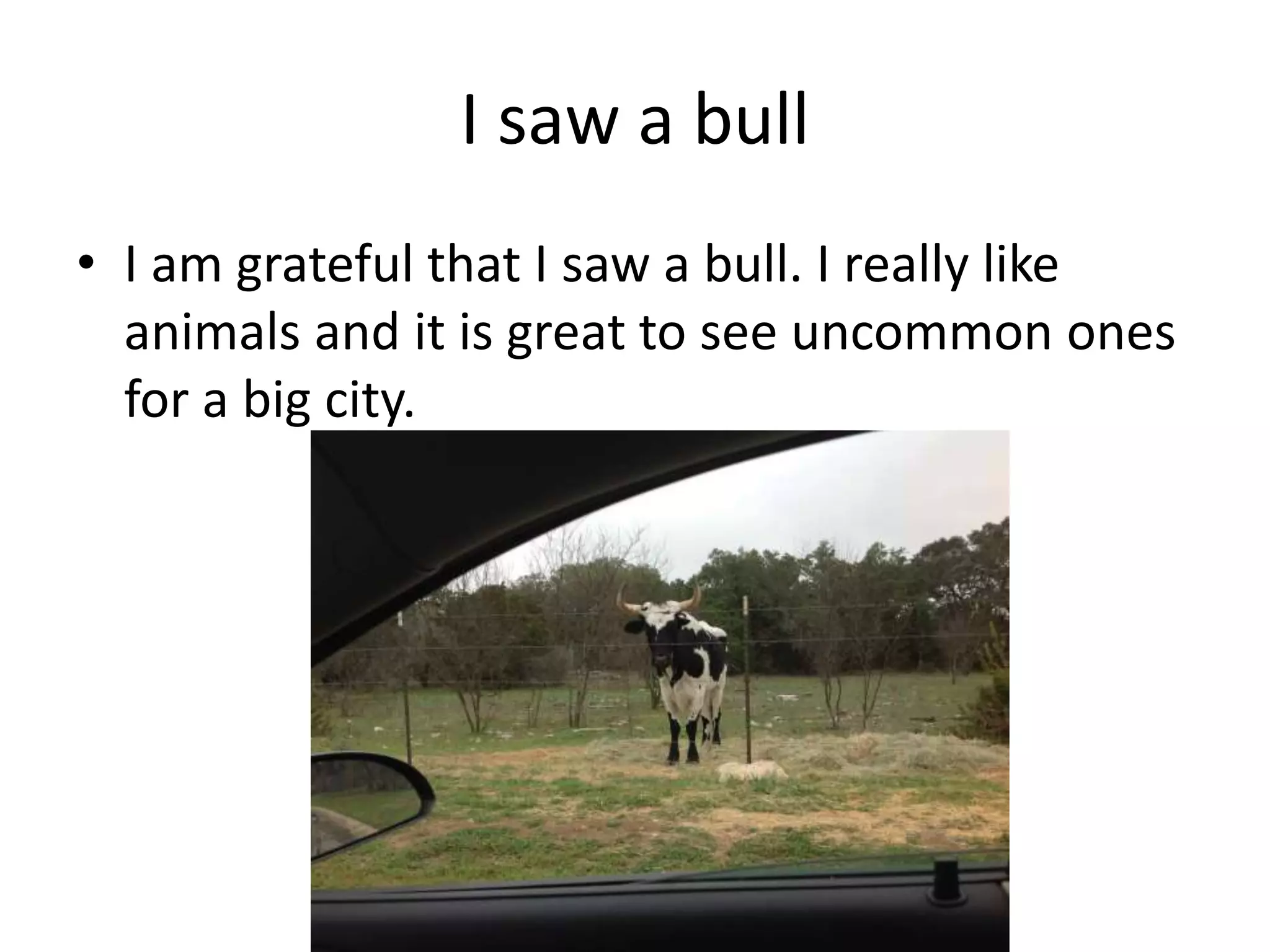 I saw a bull
• I am grateful that I saw a bull. I really like
animals and it is great to see uncommon ones
for a big city.
 
