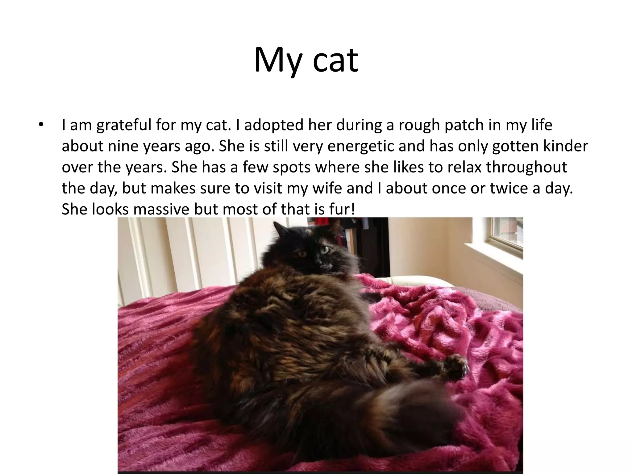 My cat
• I am grateful for my cat. I adopted her during a rough patch in my life
about nine years ago. She is still very energetic and has only gotten kinder
over the years. She has a few spots where she likes to relax throughout
the day, but makes sure to visit my wife and I about once or twice a day.
She looks massive but most of that is fur!
 