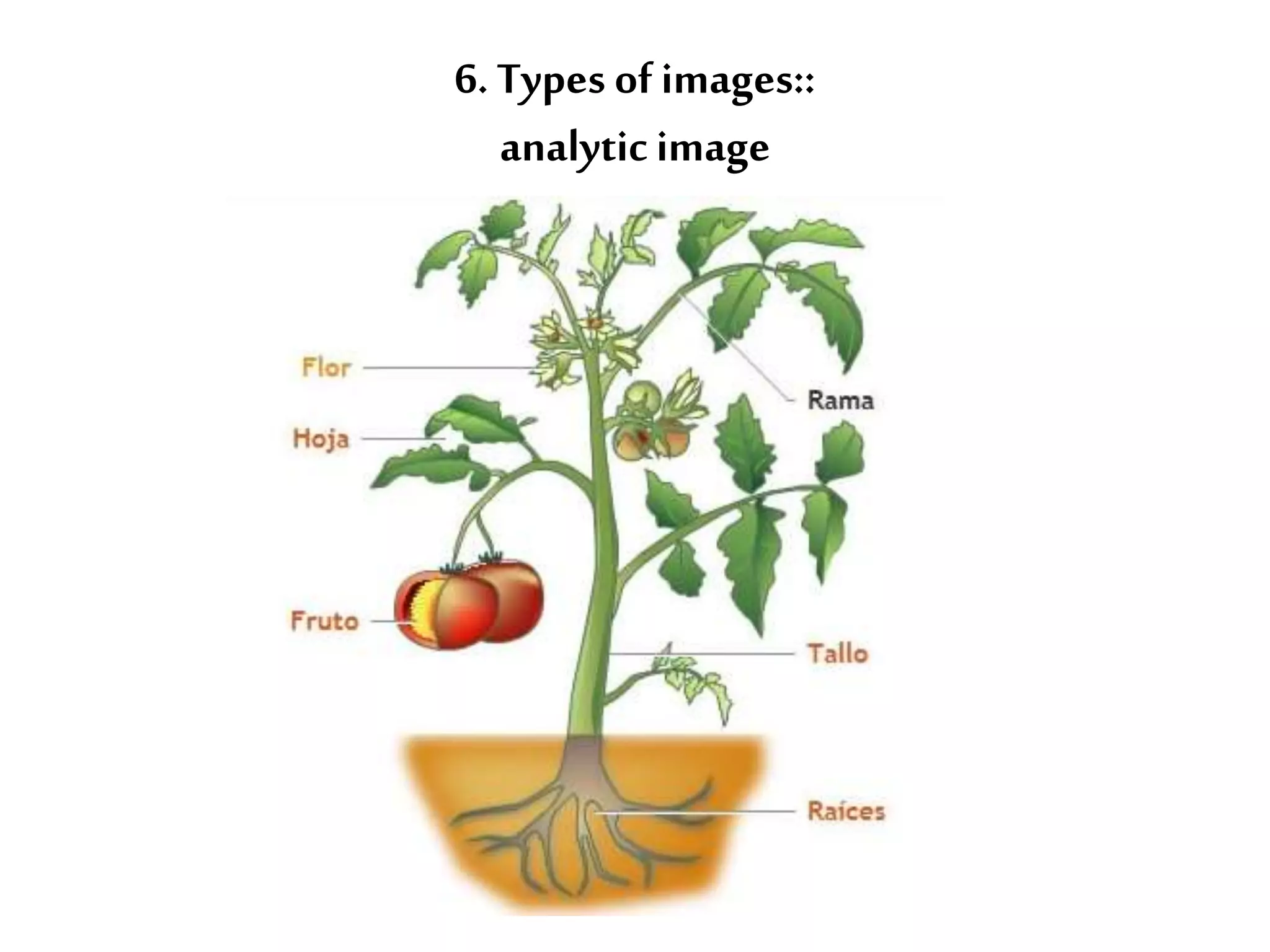 6. Types of images:: 
analytic image 
 