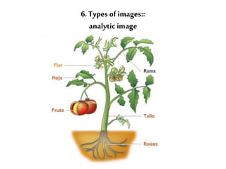 6. Types of images:: 
analytic image 
 