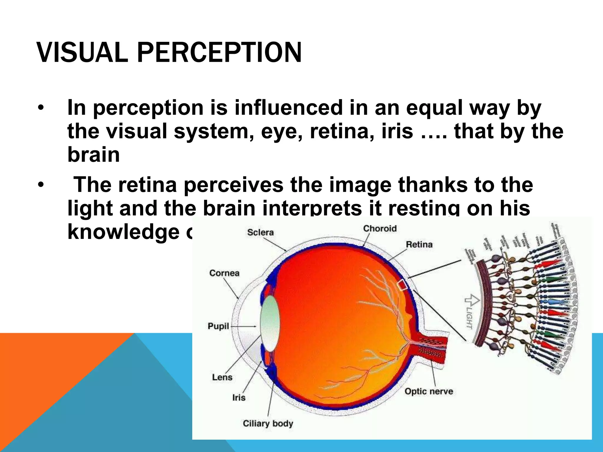 VISUAL PERCEPTION
• In perception is influenced in an equal way by
the visual system, eye, retina, iris …. that by the
brain
• The retina perceives the image thanks to the
light and the brain interprets it resting on his
knowledge of the environment
 