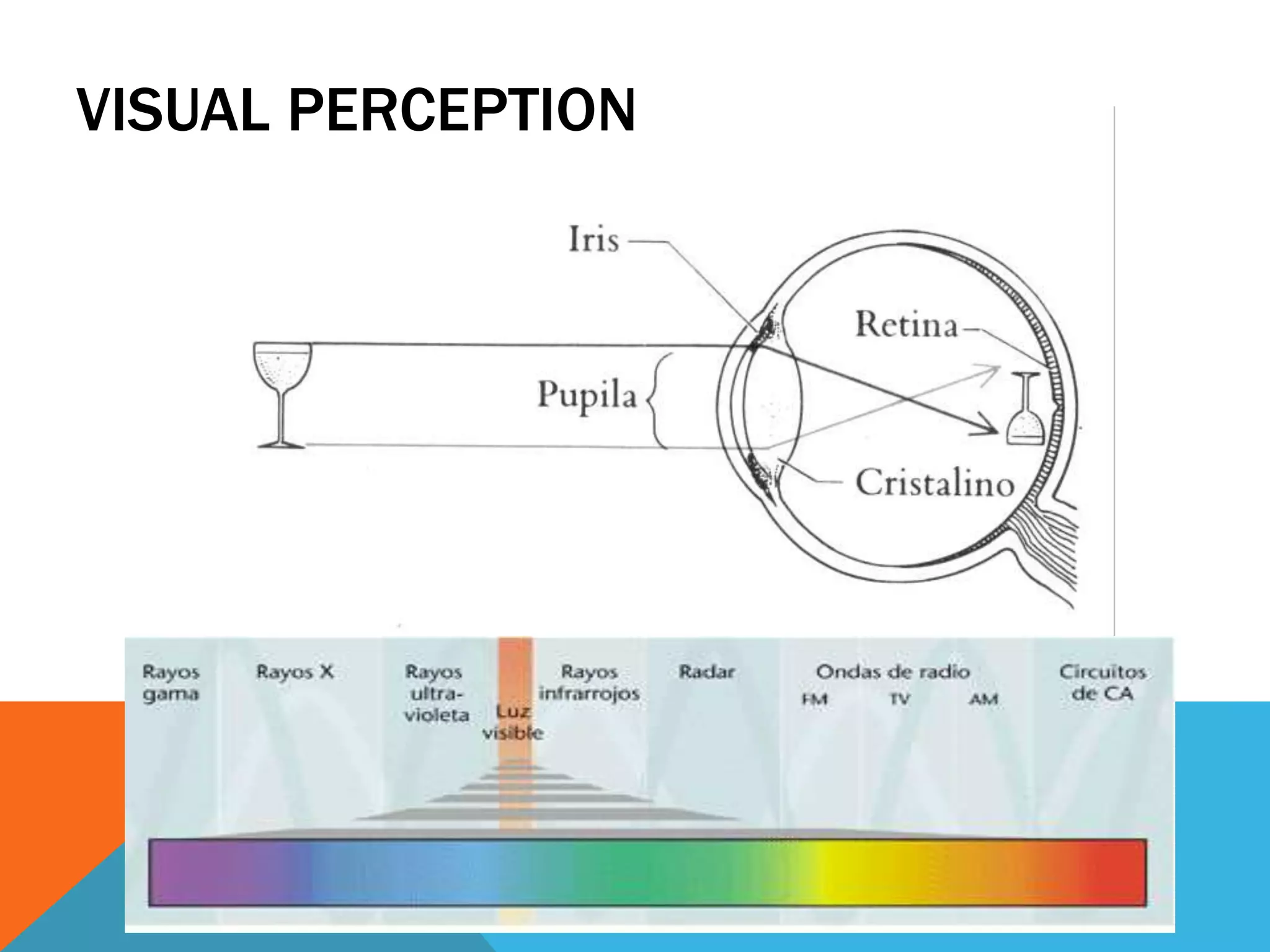VISUAL PERCEPTION
 