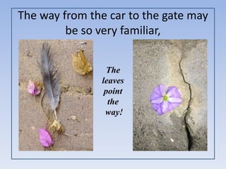 The way from the car to the gate may
be so very familiar,
Oct. 30
The
leaves
point
the
way!
 