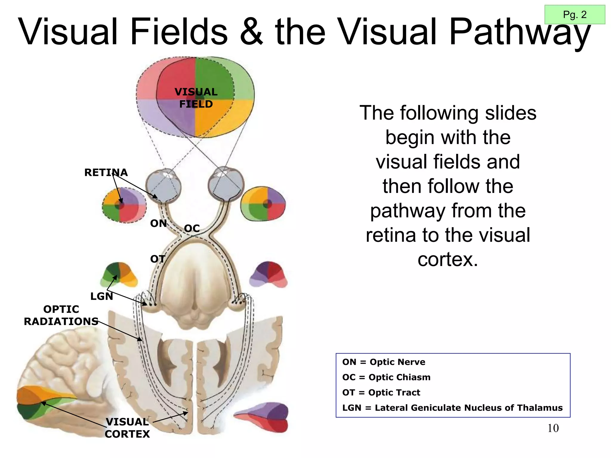 10
Visual Fields & the Visual Pathway
Pg. 2
OT
ON
OC
VISUAL
CORTEX
RETINA
VISUAL
FIELD
LGN
OPTIC
RADIATIONS
ON = Optic Nerve
OC = Optic Chiasm
OT = Optic Tract
LGN = Lateral Geniculate Nucleus of Thalamus
The following slides
begin with the
visual fields and
then follow the
pathway from the
retina to the visual
cortex.
 