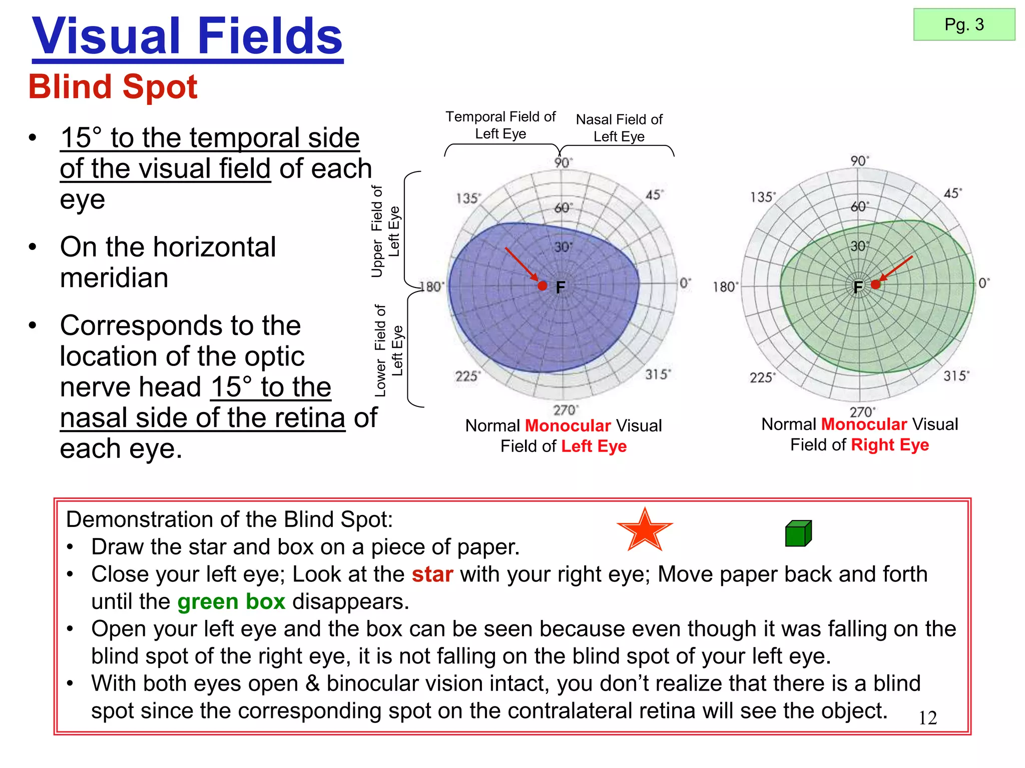 12
Blind Spot
• 15° to the temporal side
of the visual field of each
eye
• On the horizontal
meridian
• Corresponds to the
location of the optic
nerve head 15° to the
nasal side of the retina of
each eye.
Visual Fields
Demonstration of the Blind Spot:
• Draw the star and box on a piece of paper.
• Close your left eye; Look at the star with your right eye; Move paper back and forth
until the green box disappears.
• Open your left eye and the box can be seen because even though it was falling on the
blind spot of the right eye, it is not falling on the blind spot of your left eye.
• With both eyes open & binocular vision intact, you don’t realize that there is a blind
spot since the corresponding spot on the contralateral retina will see the object.
Pg. 3
Temporal Field of
Left Eye
Nasal Field of
Left Eye
Normal Monocular Visual
Field of Left Eye
F F
Normal Monocular Visual
Field of Right Eye
Upper
Field
of
Left
Eye
Lower
Field
of
Left
Eye
 