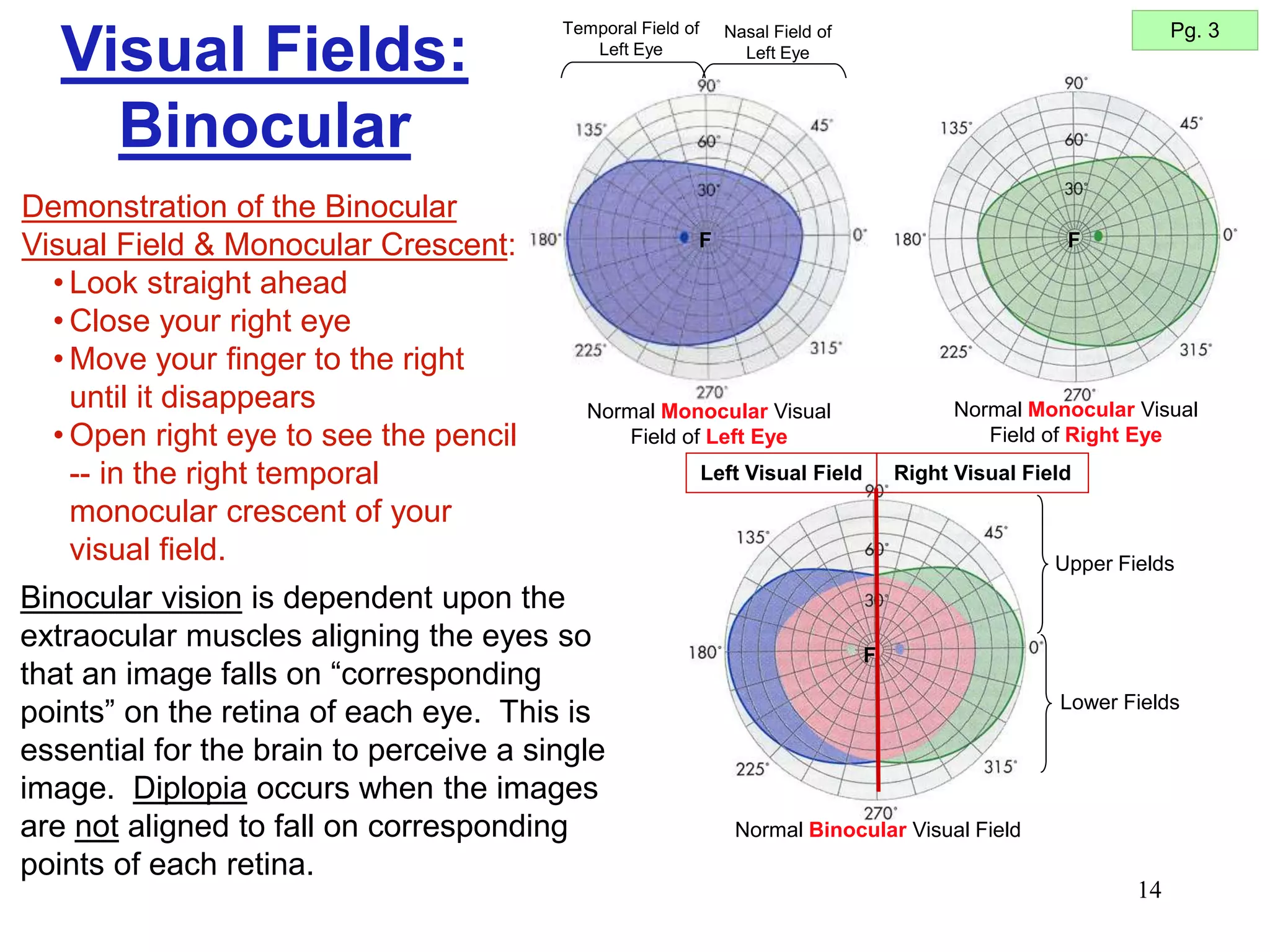14
Visual Fields:
Binocular
Binocular vision is dependent upon the
extraocular muscles aligning the eyes so
that an image falls on “corresponding
points” on the retina of each eye. This is
essential for the brain to perceive a single
image. Diplopia occurs when the images
are not aligned to fall on corresponding
points of each retina.
Pg. 3
Normal Binocular Visual Field
F
Right Visual Field
Left Visual Field
Upper Fields
Lower Fields
Temporal Field of
Left Eye
Nasal Field of
Left Eye
Normal Monocular Visual
Field of Left Eye
F F
Normal Monocular Visual
Field of Right Eye
Demonstration of the Binocular
Visual Field & Monocular Crescent:
• Look straight ahead
• Close your right eye
• Move your finger to the right
until it disappears
• Open right eye to see the pencil
-- in the right temporal
monocular crescent of your
visual field.
 