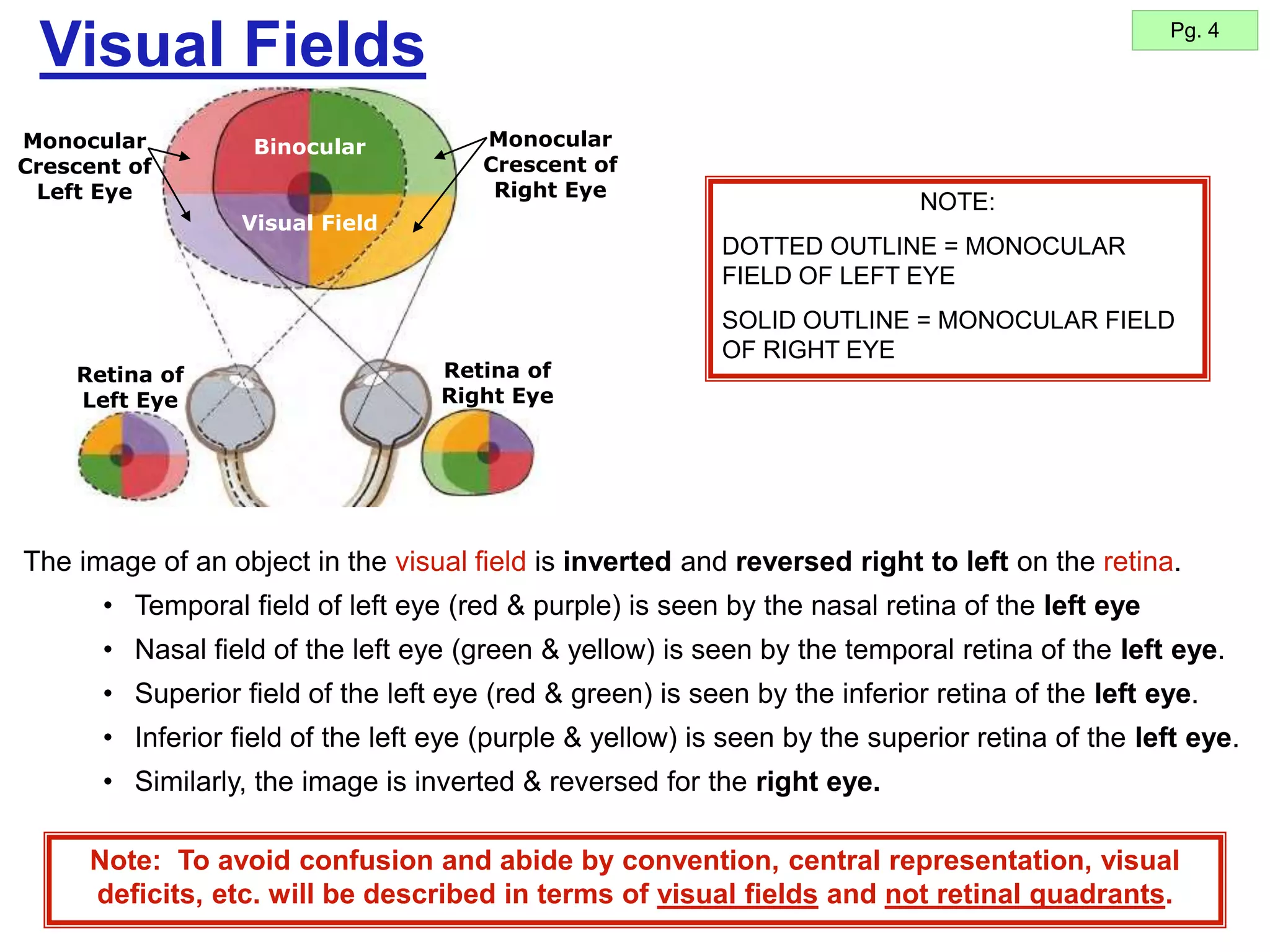 15
Visual Fields Pg. 4
The image of an object in the visual field is inverted and reversed right to left on the retina.
• Temporal field of left eye (red & purple) is seen by the nasal retina of the left eye
• Nasal field of the left eye (green & yellow) is seen by the temporal retina of the left eye.
• Superior field of the left eye (red & green) is seen by the inferior retina of the left eye.
• Inferior field of the left eye (purple & yellow) is seen by the superior retina of the left eye.
• Similarly, the image is inverted & reversed for the right eye.
Retina of
Left Eye
Retina of
Right Eye
NOTE:
DOTTED OUTLINE = MONOCULAR
FIELD OF LEFT EYE
SOLID OUTLINE = MONOCULAR FIELD
OF RIGHT EYE
Binocular
Visual Field
Monocular
Crescent of
Right Eye
Monocular
Crescent of
Left Eye
Note: To avoid confusion and abide by convention, central representation, visual
deficits, etc. will be described in terms of visual fields and not retinal quadrants.
 
