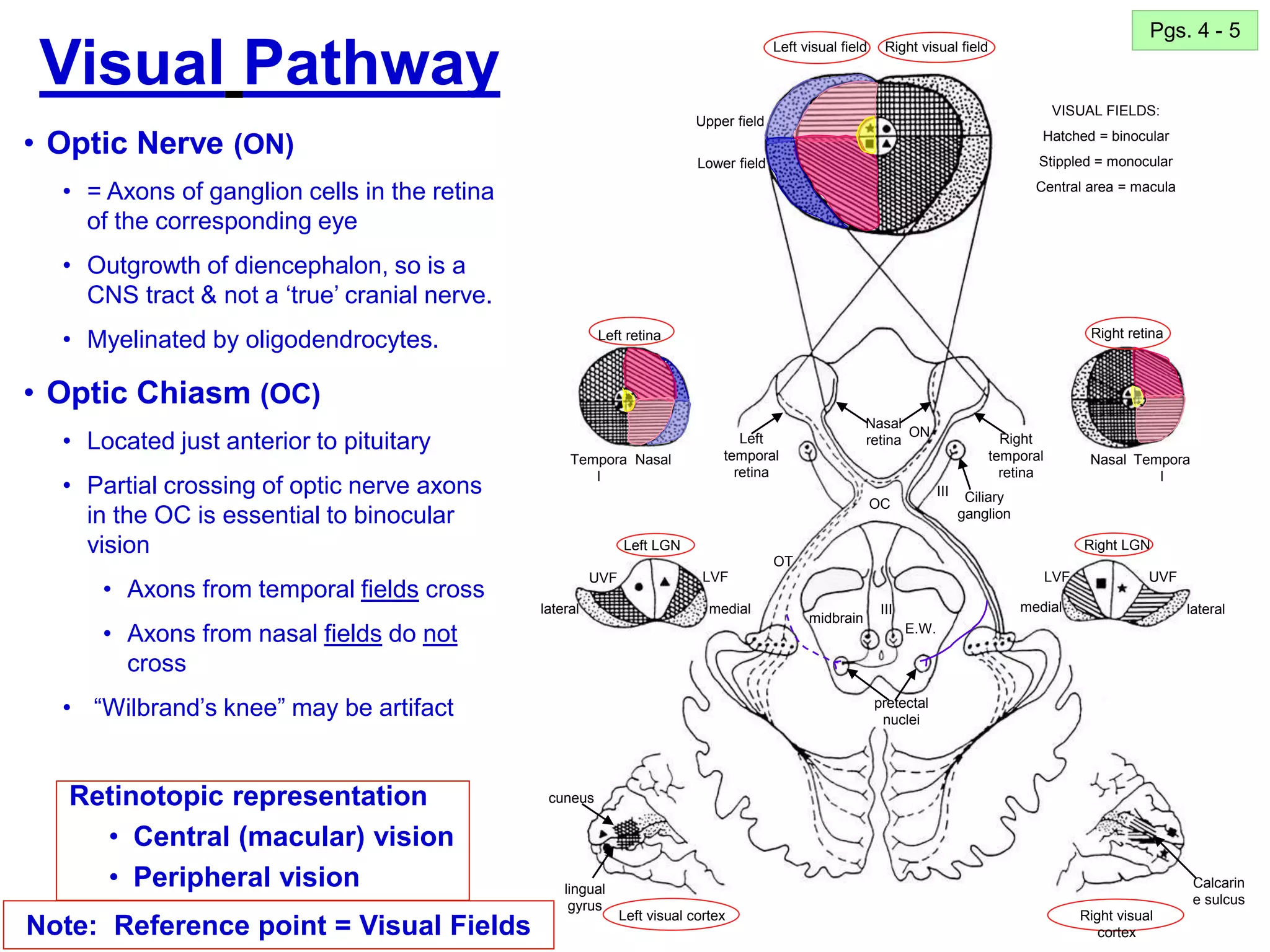 16
Visual Pathway
• Optic Nerve (ON)
• = Axons of ganglion cells in the retina
of the corresponding eye
• Outgrowth of diencephalon, so is a
CNS tract & not a ‘true’ cranial nerve.
• Myelinated by oligodendrocytes.
• Optic Chiasm (OC)
• Located just anterior to pituitary
• Partial crossing of optic nerve axons
in the OC is essential to binocular
vision
• Axons from temporal fields cross
• Axons from nasal fields do not
cross
• “Wilbrand’s knee” may be artifact
Note: Reference point = Visual Fields
Pgs. 4 - 5
Retinotopic representation
• Central (macular) vision
• Peripheral vision
Left visual field Right visual field
Right retina
Left retina
Left LGN
Tempora
l
Nasal Tempora
l
Nasal
lateral lateral
medial medial
LVF
LVF UVF
UVF
E.W.
Right visual
cortex
midbrain
Right LGN
Left visual cortex
Left
temporal
retina
Right
temporal
retina
Nasal
retina
Ciliary
ganglion
pretectal
nuclei
cuneus
lingual
gyrus
Calcarin
e sulcus
III
III
Upper field
Lower field
VISUAL FIELDS:
Hatched = binocular
Stippled = monocular
Central area = macula
ON
OC
OT
 