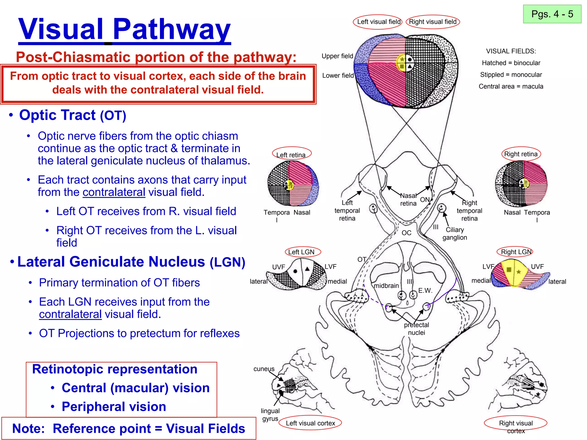17
• Optic Tract (OT)
• Optic nerve fibers from the optic chiasm
continue as the optic tract & terminate in
the lateral geniculate nucleus of thalamus.
• Each tract contains axons that carry input
from the contralateral visual field.
• Left OT receives from R. visual field
• Right OT receives from the L. visual
field
Pgs. 4 - 5
Note: Reference point = Visual Fields
Retinotopic representation
• Central (macular) vision
• Peripheral vision
Left visual field Right visual field
Right retina
Left retina
Left LGN
Tempora
l
Nasal Tempora
l
Nasal
lateral lateral
medial medial
LVF
LVF UVF
UVF
E.W.
Right visual
cortex
midbrain
Right LGN
Left visual cortex
Left
temporal
retina
Right
temporal
retina
Nasal
retina
Ciliary
ganglion
pretectal
nuclei
cuneus
lingual
gyrus
III
III
Visual Pathway
Post-Chiasmatic portion of the pathway:
From optic tract to visual cortex, each side of the brain
deals with the contralateral visual field.
Upper field
Lower field
VISUAL FIELDS:
Hatched = binocular
Stippled = monocular
Central area = macula
ON
OC
OT
• Lateral Geniculate Nucleus (LGN)
• Primary termination of OT fibers
• Each LGN receives input from the
contralateral visual field.
• OT Projections to pretectum for reflexes
 