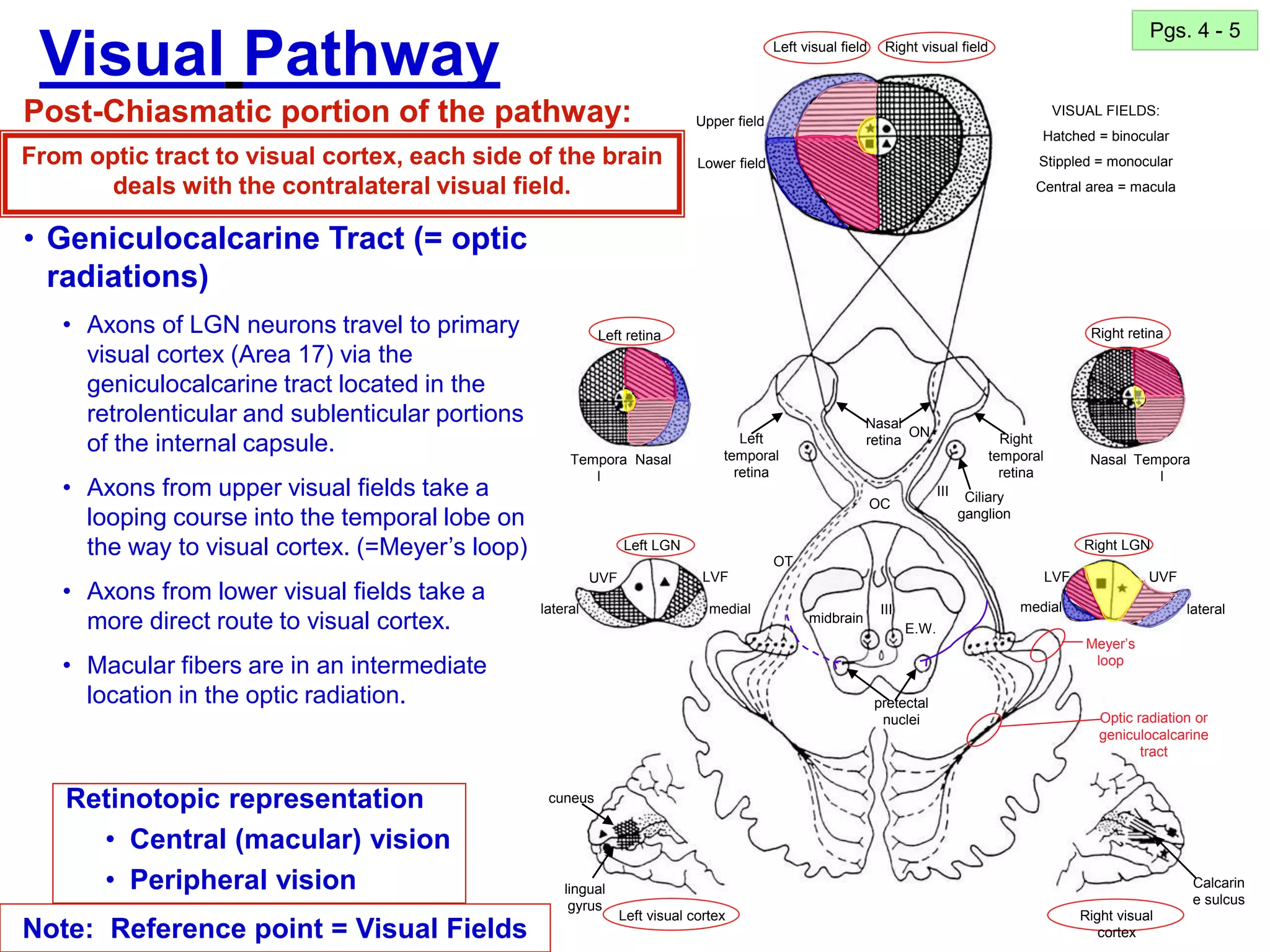 18
Retinotopic representation
• Central (macular) vision
• Peripheral vision
• Geniculocalcarine Tract (= optic
radiations)
• Axons of LGN neurons travel to primary
visual cortex (Area 17) via the
geniculocalcarine tract located in the
retrolenticular and sublenticular portions
of the internal capsule.
• Axons from upper visual fields take a
looping course into the temporal lobe on
the way to visual cortex. (=Meyer’s loop)
• Axons from lower visual fields take a
more direct route to visual cortex.
• Macular fibers are in an intermediate
location in the optic radiation.
Pgs. 4 - 5
Note: Reference point = Visual Fields
Left visual field Right visual field
Right retina
Left retina
Left LGN
Tempora
l
Nasal Tempora
l
Nasal
lateral lateral
medial medial
LVF
LVF UVF
UVF
E.W.
Right visual
cortex
midbrain
Right LGN
Left visual cortex
Left
temporal
retina
Right
temporal
retina
Nasal
retina
Ciliary
ganglion
pretectal
nuclei
cuneus
lingual
gyrus
Calcarin
e sulcus
III
III
Meyer’s
loop
Optic radiation or
geniculocalcarine
tract
Visual Pathway
Post-Chiasmatic portion of the pathway:
From optic tract to visual cortex, each side of the brain
deals with the contralateral visual field.
Upper field
Lower field
VISUAL FIELDS:
Hatched = binocular
Stippled = monocular
Central area = macula
ON
OC
OT
 