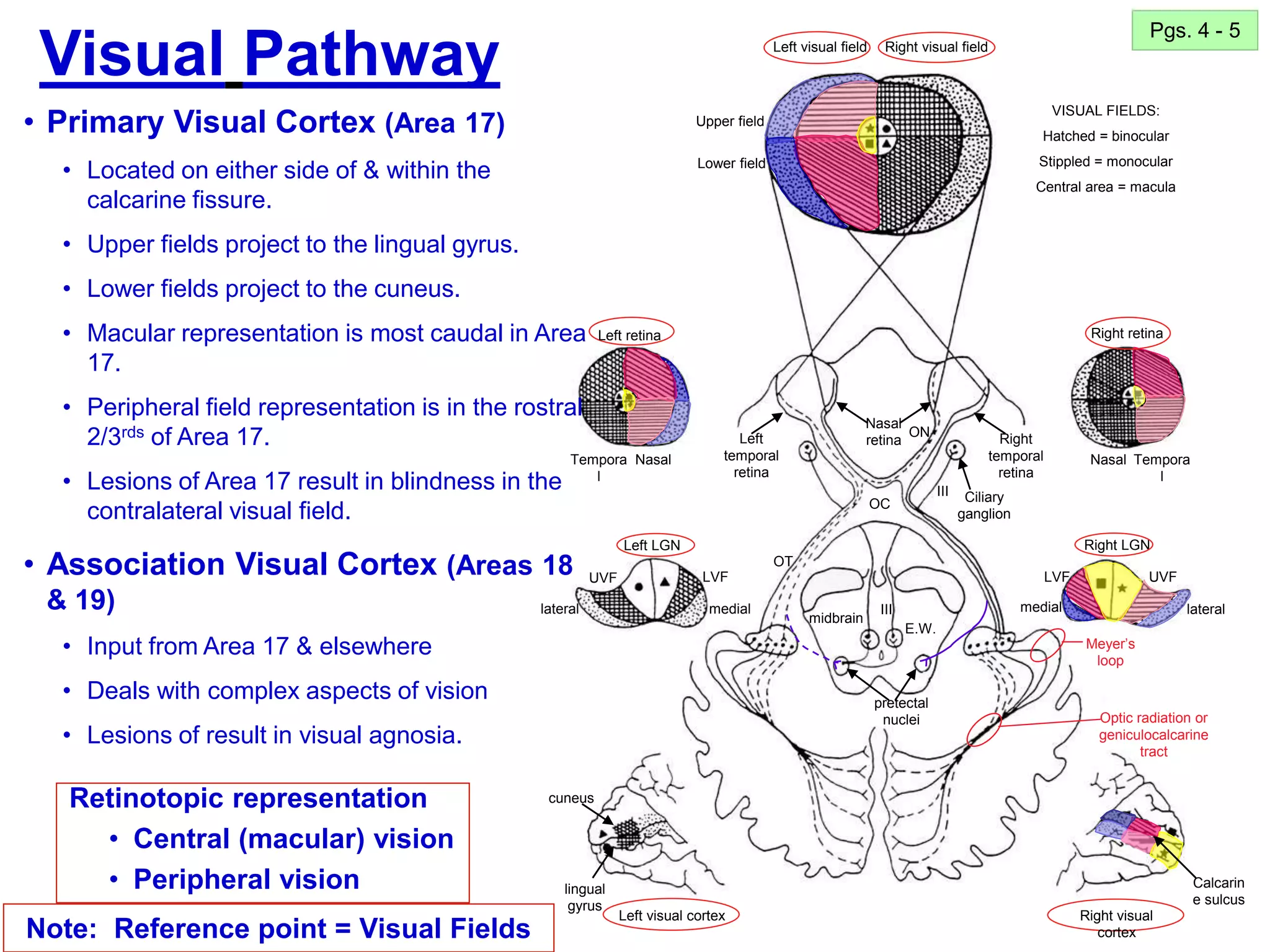 19
Visual Pathway
Pgs. 4 - 5
Note: Reference point = Visual Fields
Retinotopic representation
• Central (macular) vision
• Peripheral vision
Left visual field Right visual field
Right retina
Left retina
Left LGN
Tempora
l
Nasal Tempora
l
Nasal
lateral lateral
medial medial
LVF
LVF UVF
UVF
E.W.
Right visual
cortex
midbrain
Right LGN
Left visual cortex
Left
temporal
retina
Right
temporal
retina
Nasal
retina
Ciliary
ganglion
pretectal
nuclei
cuneus
lingual
gyrus
Calcarin
e sulcus
III
III
Meyer’s
loop
Optic radiation or
geniculocalcarine
tract
Upper field
Lower field
VISUAL FIELDS:
Hatched = binocular
Stippled = monocular
Central area = macula
ON
OC
OT
• Primary Visual Cortex (Area 17)
• Located on either side of & within the
calcarine fissure.
• Upper fields project to the lingual gyrus.
• Lower fields project to the cuneus.
• Macular representation is most caudal in Area
17.
• Peripheral field representation is in the rostral
2/3rds of Area 17.
• Lesions of Area 17 result in blindness in the
contralateral visual field.
• Association Visual Cortex (Areas 18
& 19)
• Input from Area 17 & elsewhere
• Deals with complex aspects of vision
• Lesions of result in visual agnosia.
 