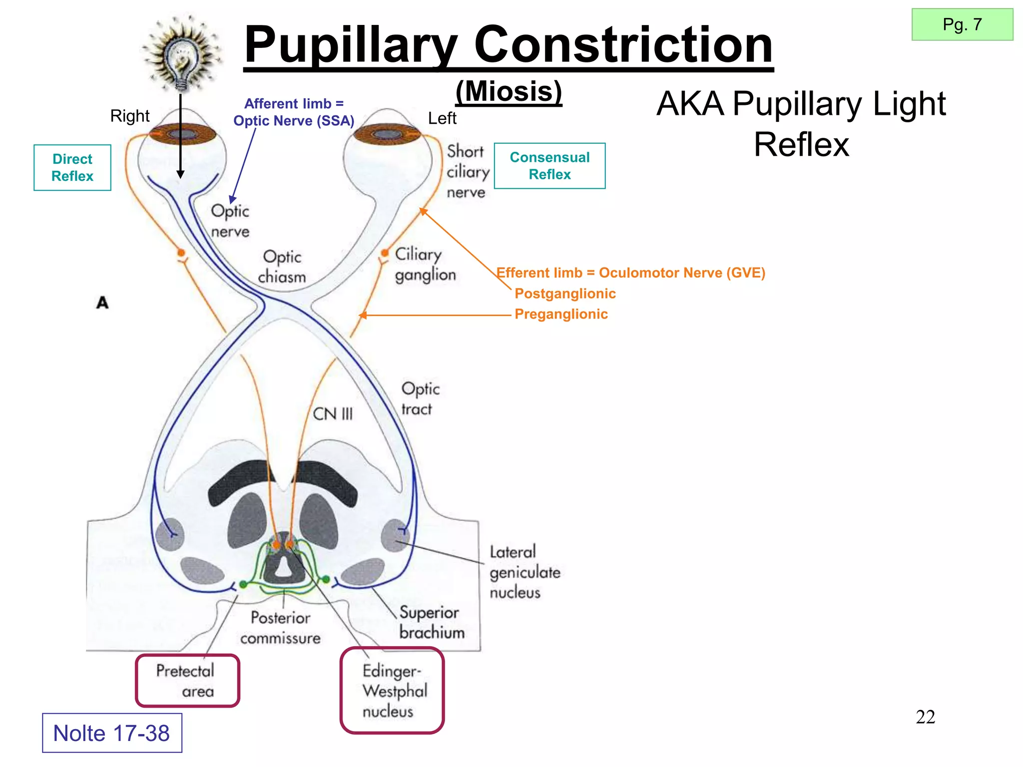 22
Right Left
Pupillary Constriction
(Miosis)
Nolte 17-38
Afferent limb =
Optic Nerve (SSA)
Efferent limb = Oculomotor Nerve (GVE)
Postganglionic
Preganglionic
Direct
Reflex
Consensual
Reflex
Pg. 7
AKA Pupillary Light
Reflex
 
