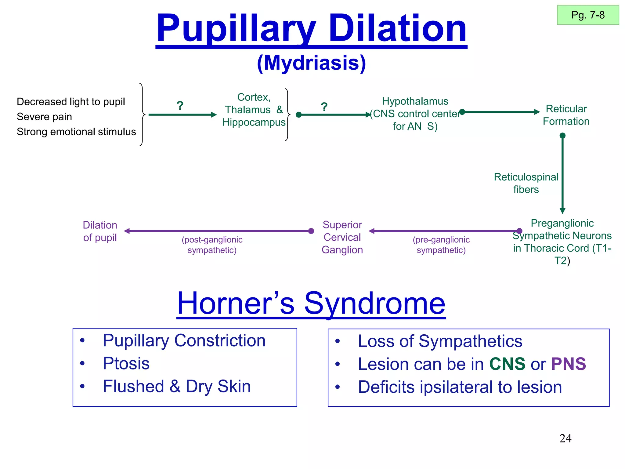 24
Pupillary Dilation
(Mydriasis)
Decreased light to pupil
Severe pain
Strong emotional stimulus
Reticular
Formation
Reticulospinal
fibers
Preganglionic
Sympathetic Neurons
in Thoracic Cord (T1-
T2)
(pre-ganglionic
sympathetic)
Dilation
of pupil
Superior
Cervical
Ganglion
(post-ganglionic
sympathetic)
Cortex,
Thalamus &
Hippocampus
? Hypothalamus
(CNS control center
for AN S)
?
Horner’s Syndrome
• Pupillary Constriction
• Ptosis
• Flushed & Dry Skin
• Loss of Sympathetics
• Lesion can be in CNS or PNS
• Deficits ipsilateral to lesion
Pg. 7-8
 