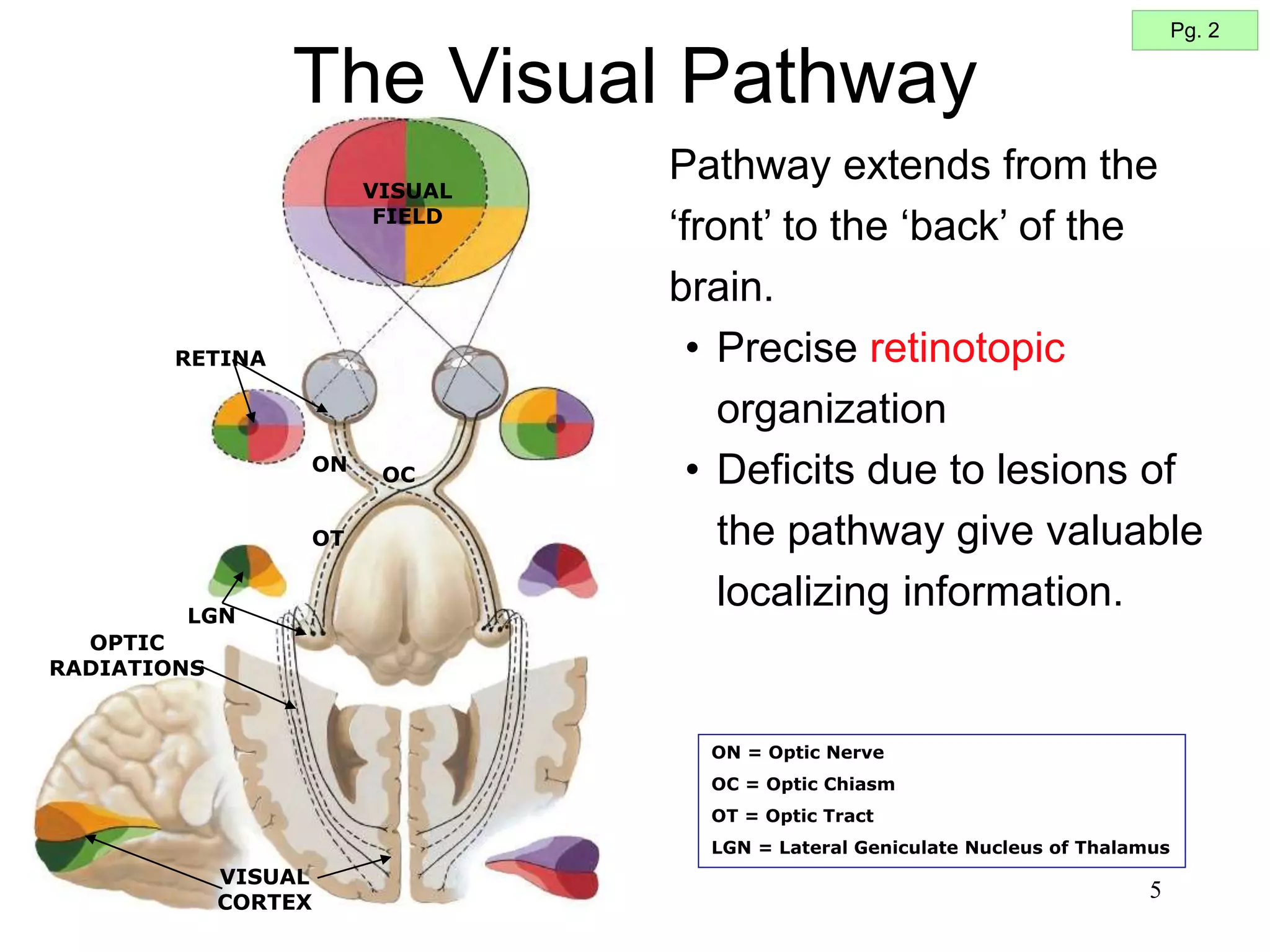 5
Pathway extends from the
‘front’ to the ‘back’ of the
brain.
• Precise retinotopic
organization
• Deficits due to lesions of
the pathway give valuable
localizing information.
The Visual Pathway
Pg. 2
OT
ON
OC
VISUAL
CORTEX
RETINA
VISUAL
FIELD
LGN
OPTIC
RADIATIONS
ON = Optic Nerve
OC = Optic Chiasm
OT = Optic Tract
LGN = Lateral Geniculate Nucleus of Thalamus
 