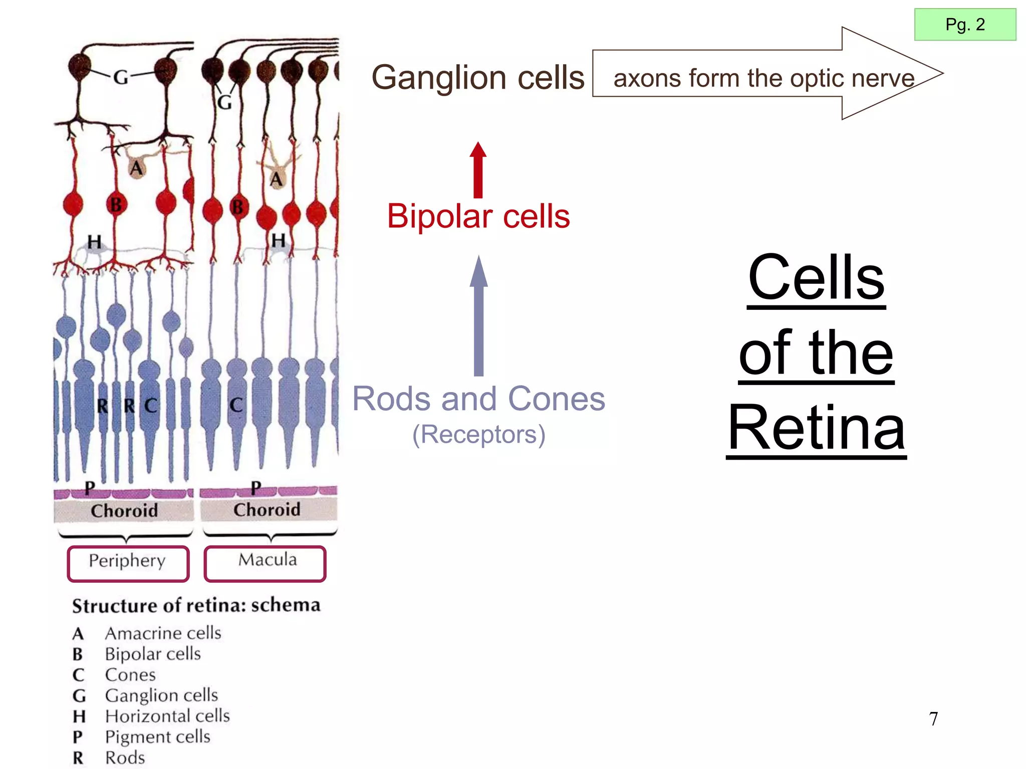 7
Cells
of the
Retina
Pg. 2
Rods and Cones
(Receptors)
Ganglion cells axons form the optic nerve
Bipolar cells
 