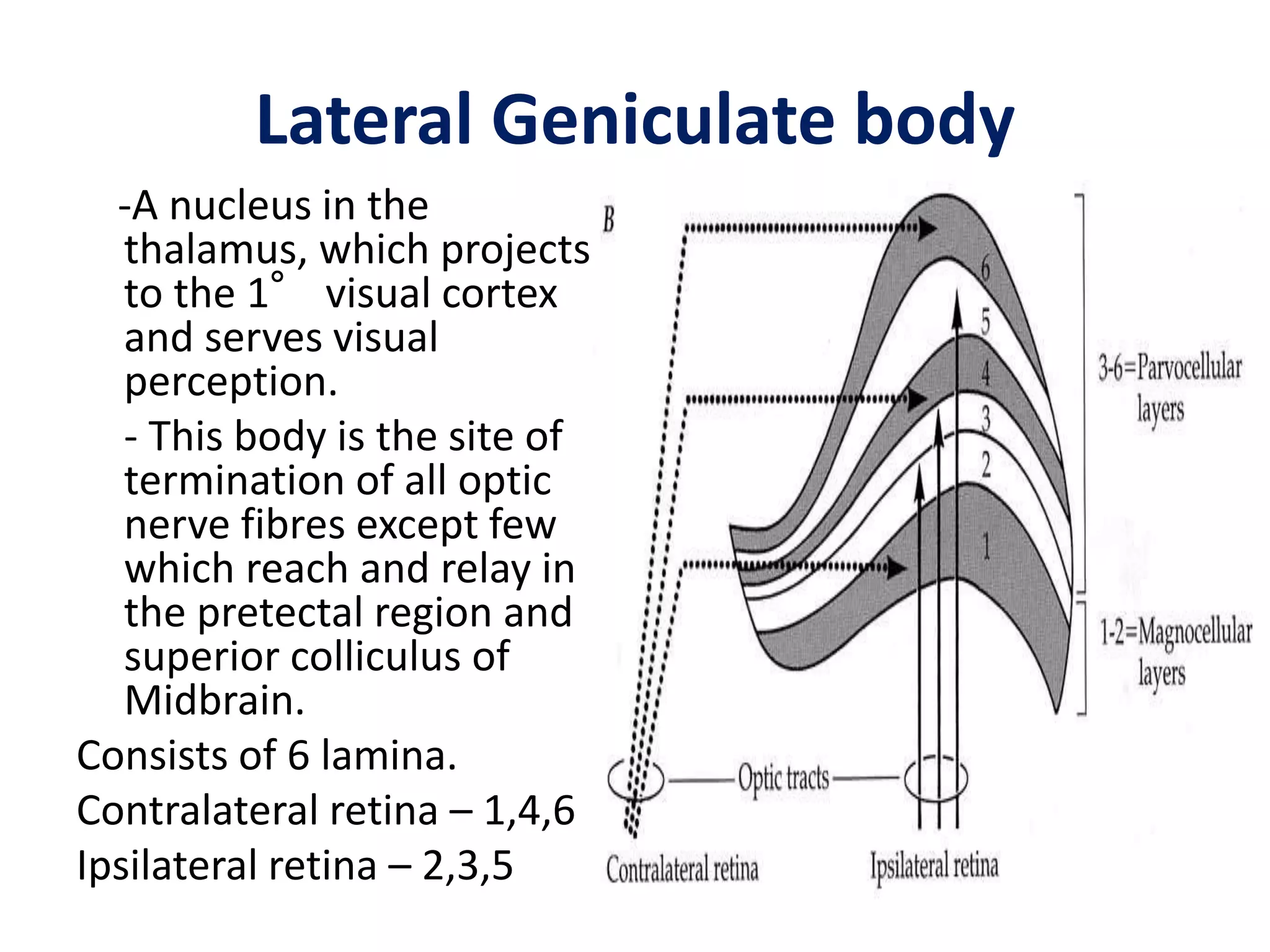 Lateral Geniculate body
-A nucleus in the
thalamus, which projects
to the 1° visual cortex
and serves visual
perception.
- This body is the site of
termination of all optic
nerve fibres except few
which reach and relay in
the pretectal region and
superior colliculus of
Midbrain.
Consists of 6 lamina.
Contralateral retina – 1,4,6
Ipsilateral retina – 2,3,5
 