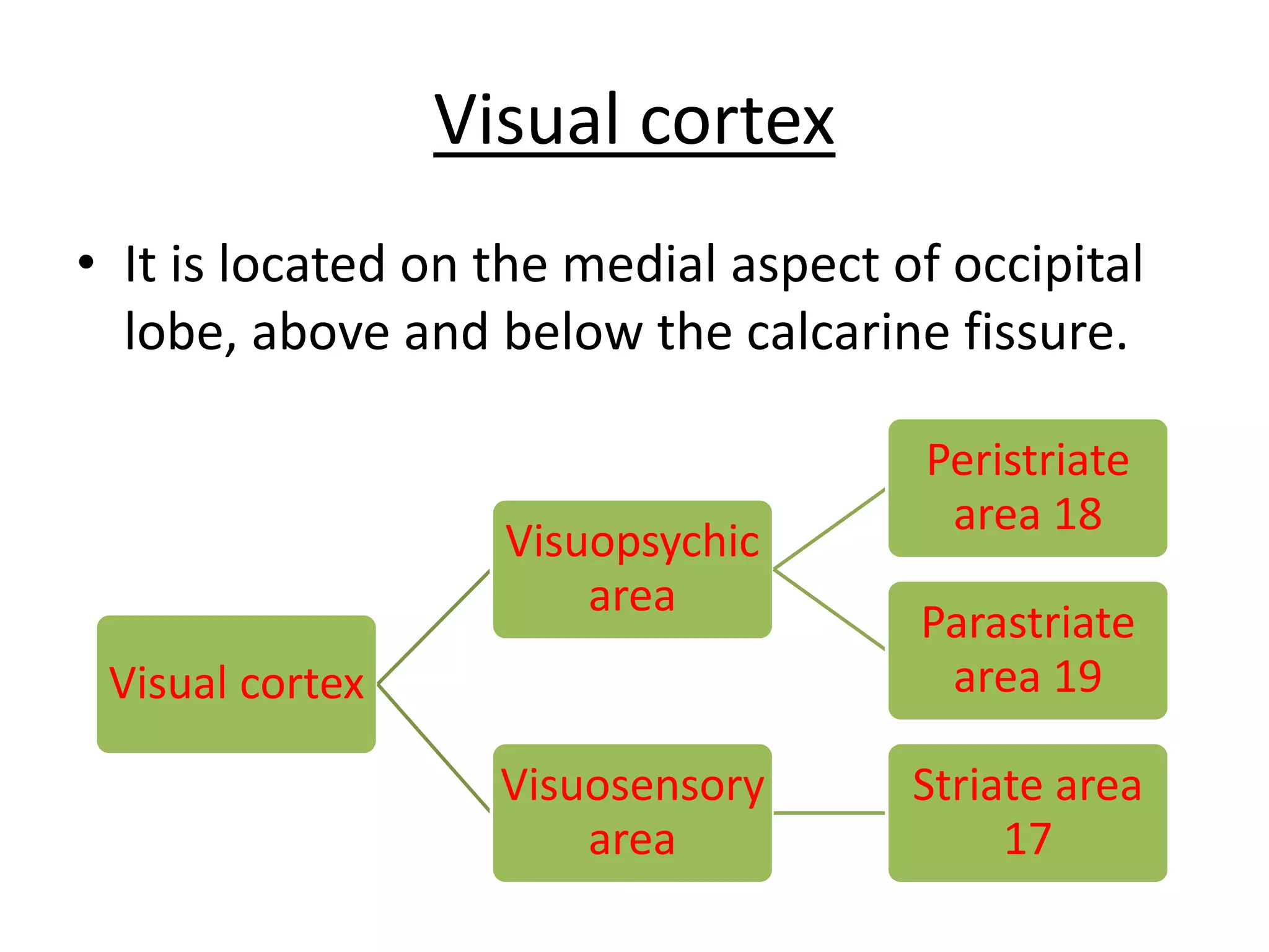 Visual cortex
• It is located on the medial aspect of occipital
lobe, above and below the calcarine fissure.
Visual cortex
Visuopsychic
area
Peristriate
area 18
Parastriate
area 19
Visuosensory
area
Striate area
17
 