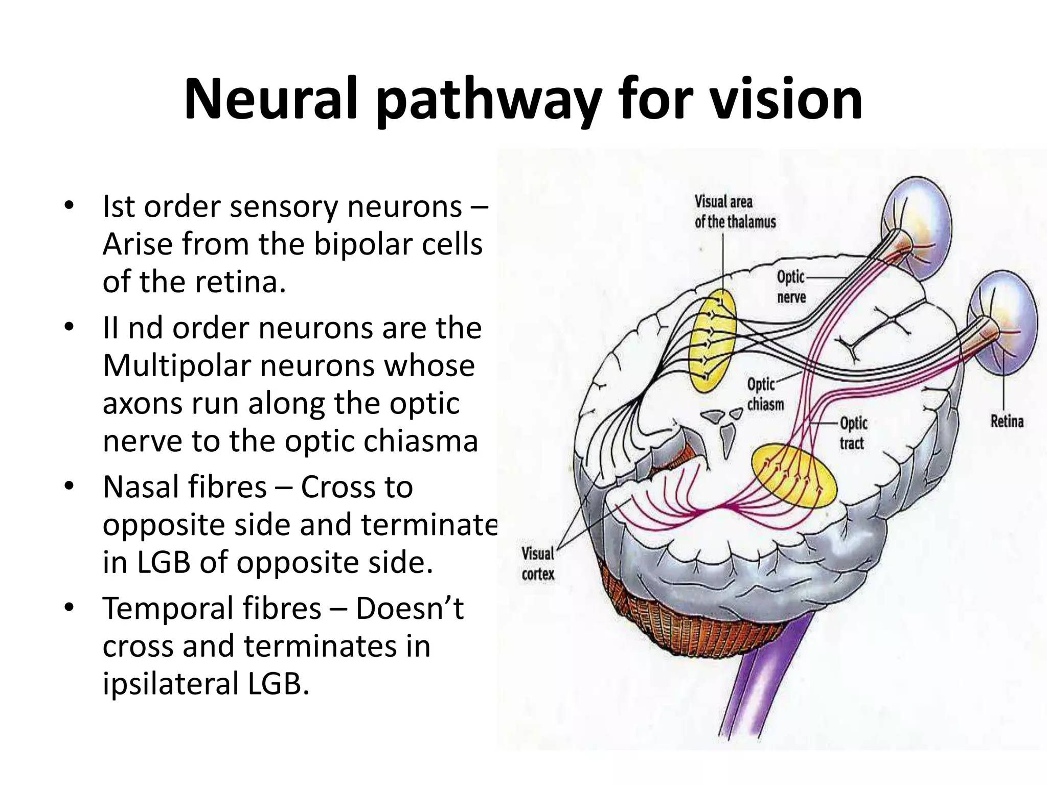 Neural pathway for vision
• Ist order sensory neurons –
Arise from the bipolar cells
of the retina.
• II nd order neurons are the
Multipolar neurons whose
axons run along the optic
nerve to the optic chiasma
• Nasal fibres – Cross to
opposite side and terminate
in LGB of opposite side.
• Temporal fibres – Doesn’t
cross and terminates in
ipsilateral LGB.
 