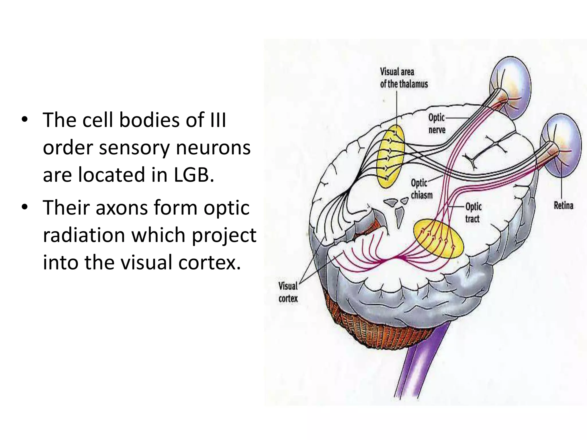 • The cell bodies of III
order sensory neurons
are located in LGB.
• Their axons form optic
radiation which project
into the visual cortex.
 