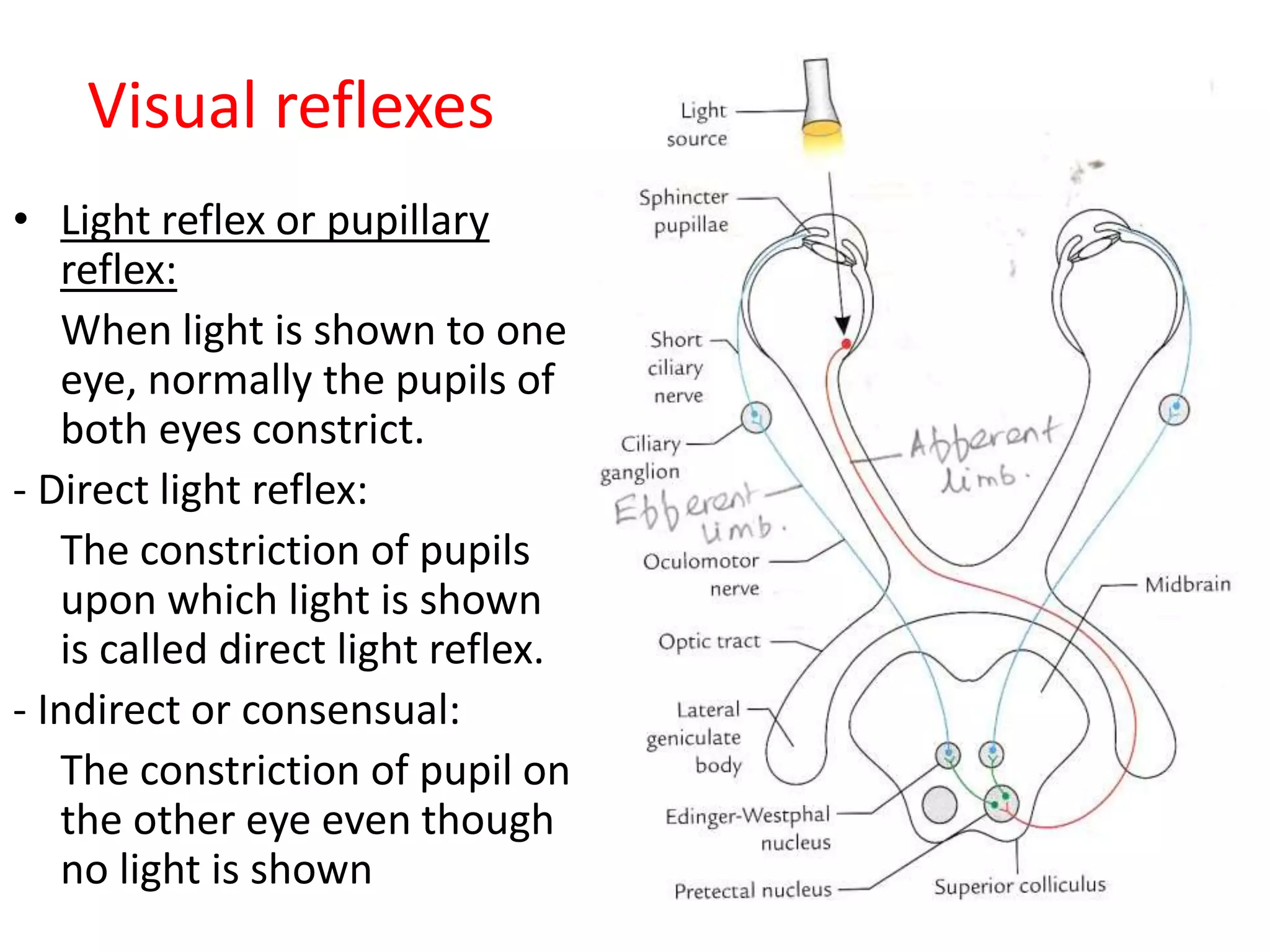 Visual reflexes
• Light reflex or pupillary
reflex:
When light is shown to one
eye, normally the pupils of
both eyes constrict.
- Direct light reflex:
The constriction of pupils
upon which light is shown
is called direct light reflex.
- Indirect or consensual:
The constriction of pupil on
the other eye even though
no light is shown
 