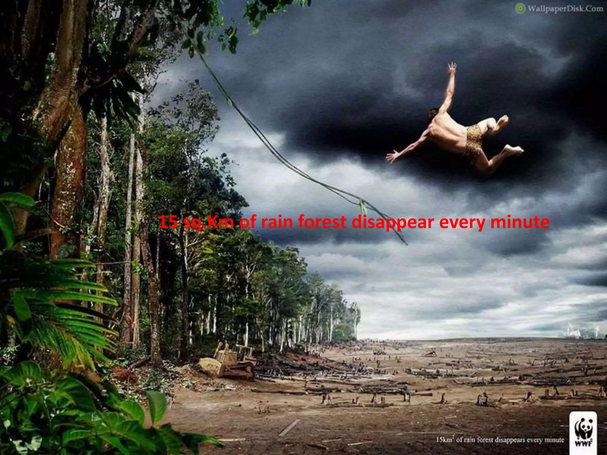 15 sq.Km of rain forest disappear every minute
 