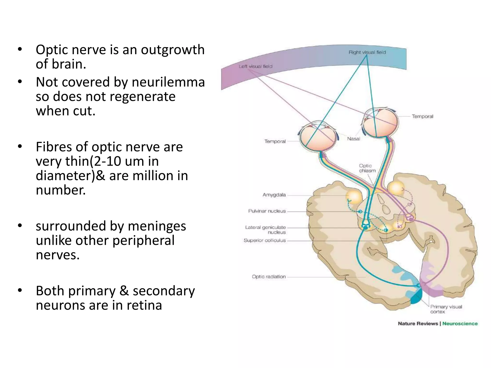 • Optic nerve is an outgrowth
of brain.
• Not covered by neurilemma
so does not regenerate
when cut.
• Fibres of optic nerve are
very thin(2-10 um in
diameter)& are million in
number.
• surrounded by meninges
unlike other peripheral
nerves.
• Both primary & secondary
neurons are in retina
 