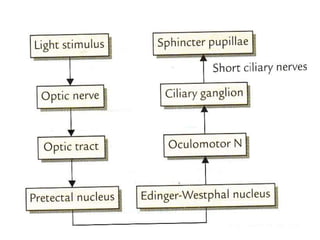 Visual pathway and defects | PPTX